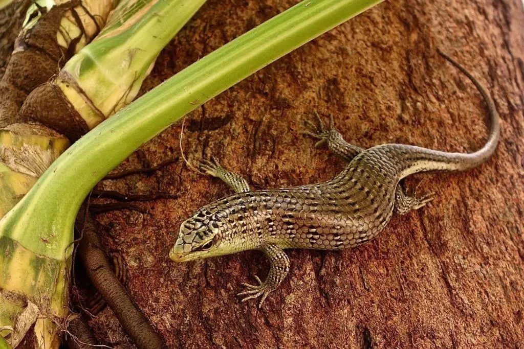 Perhentian Island Resort
