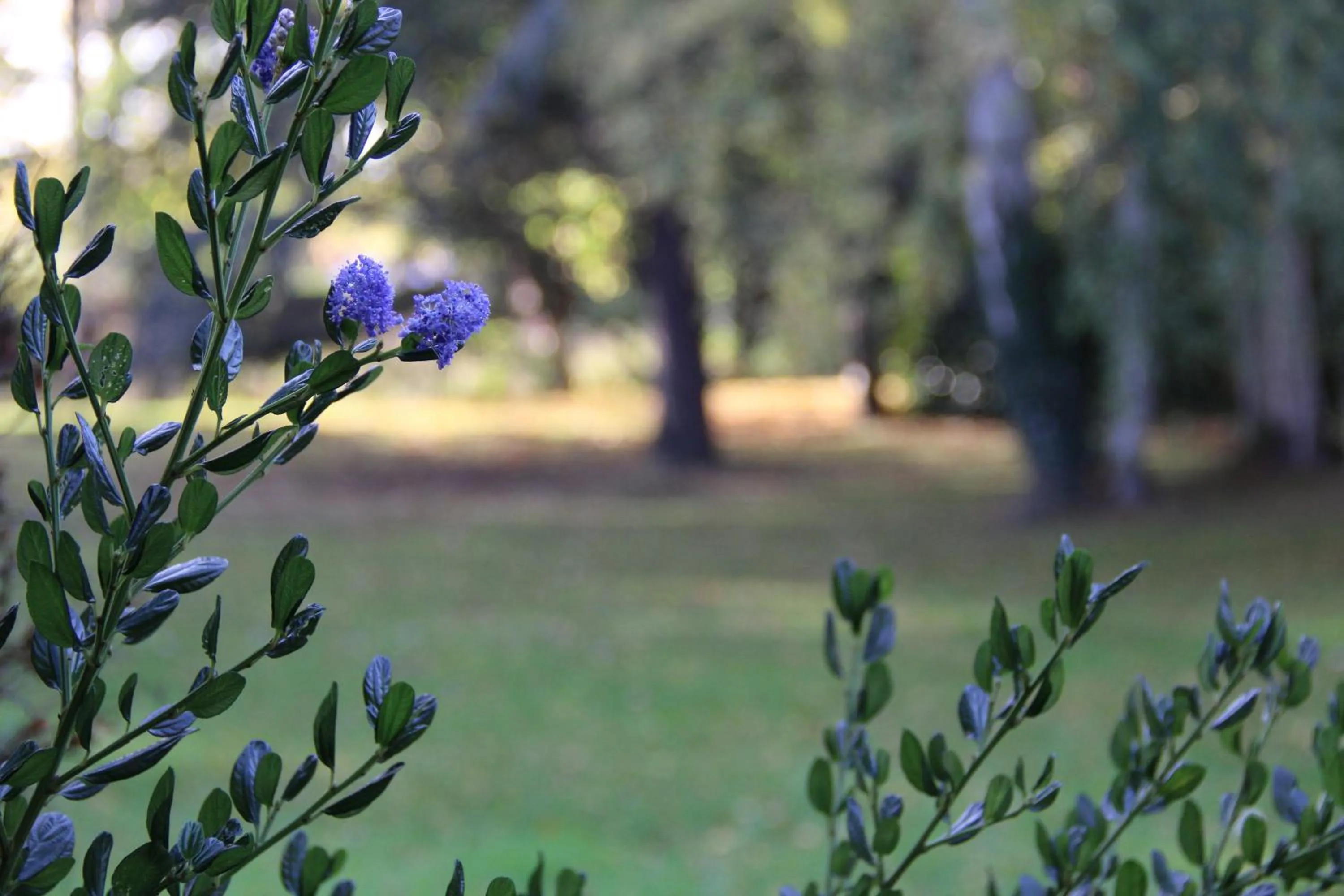 Garden in La belle Monsoise