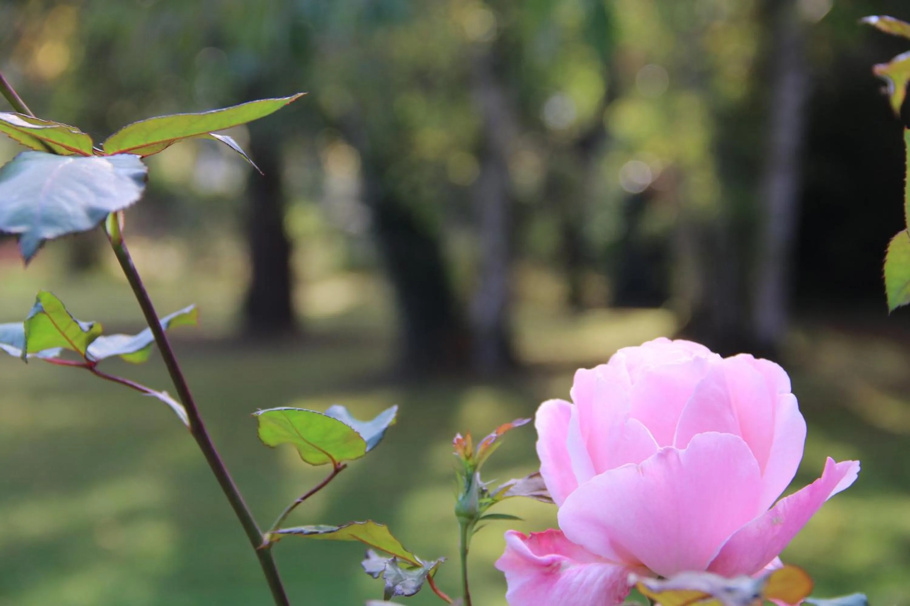 Garden in La belle Monsoise