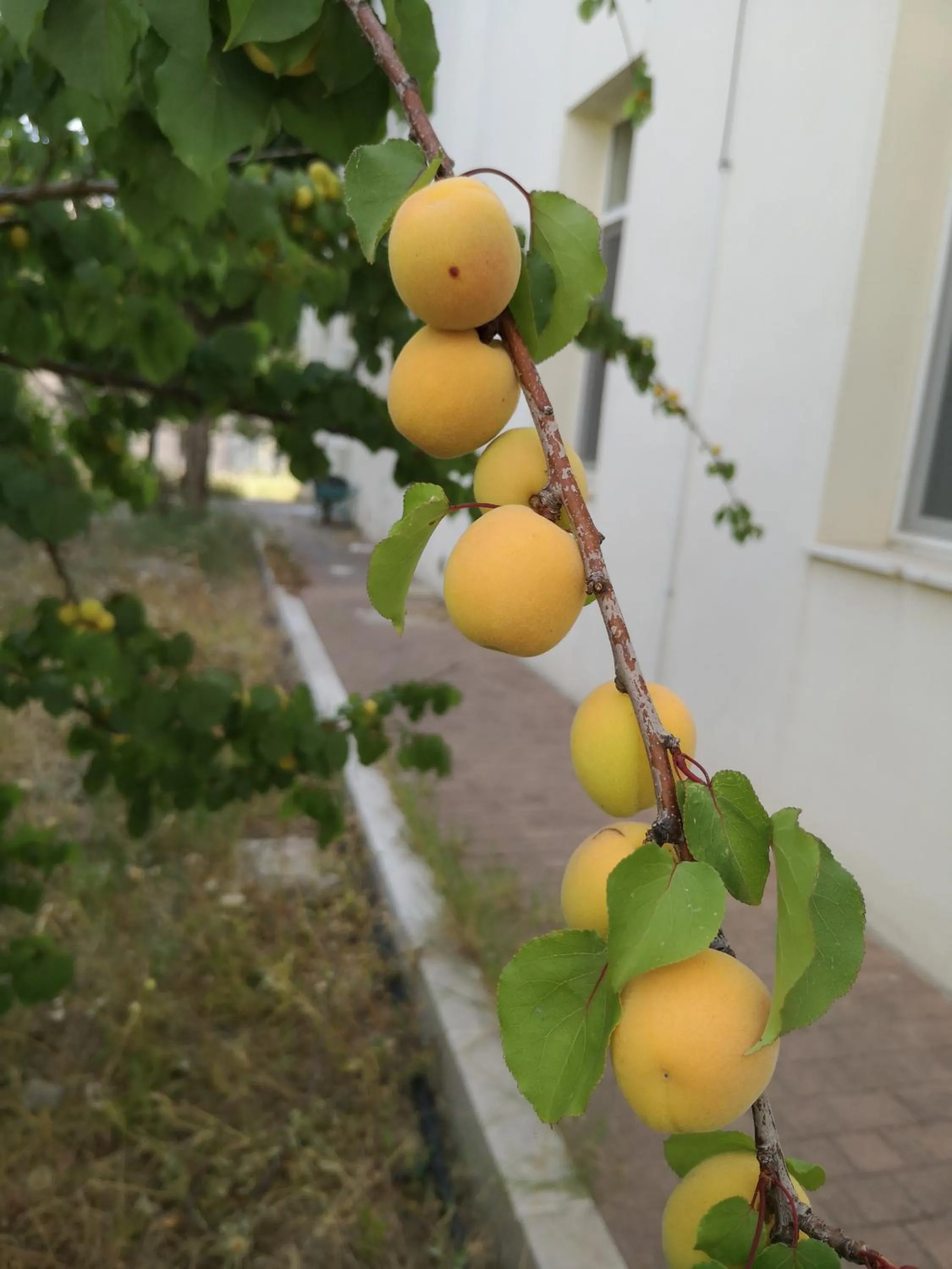 Food in Chiostro Delle Cererie