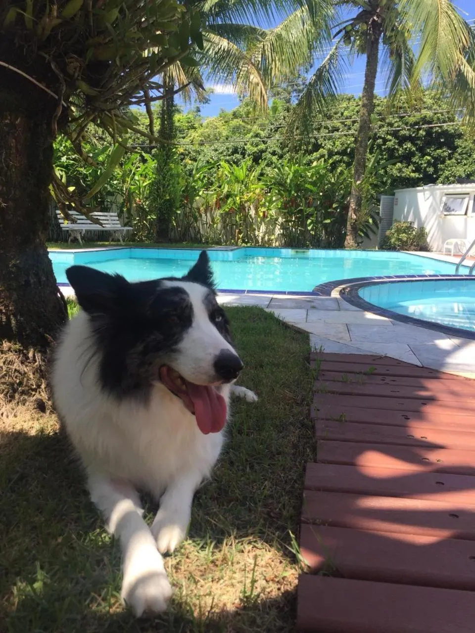 Pets in Pousada Toca da Praia