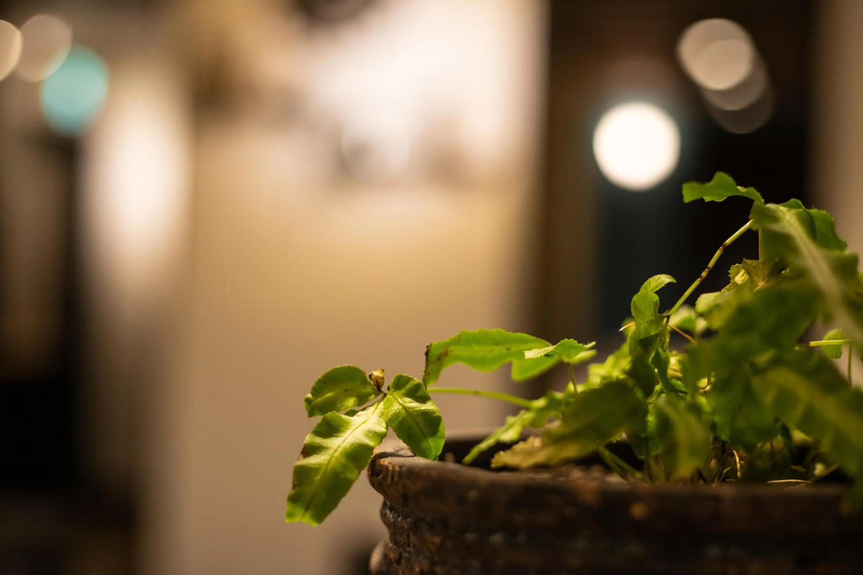 Photo of the whole room in LifeHouse IPPO