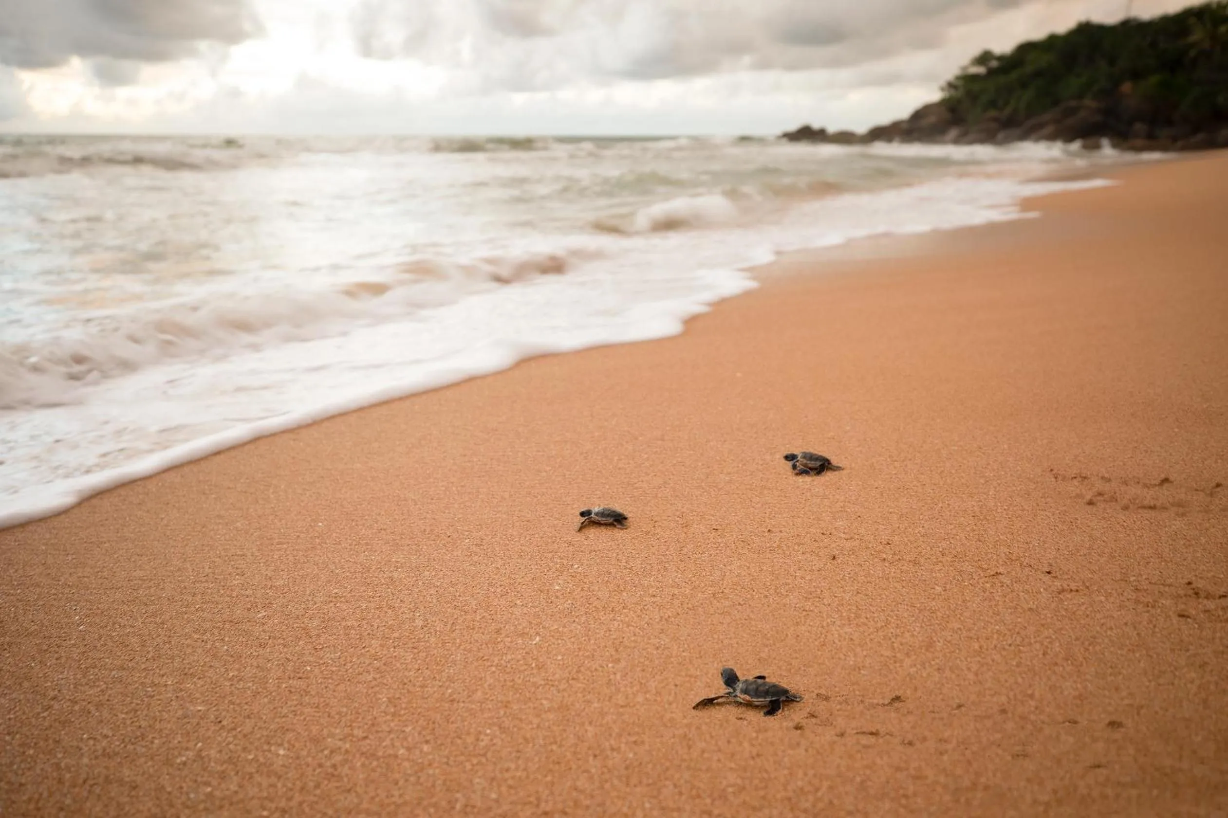 Activities in The Habitat Kosgoda by Asia Leisure