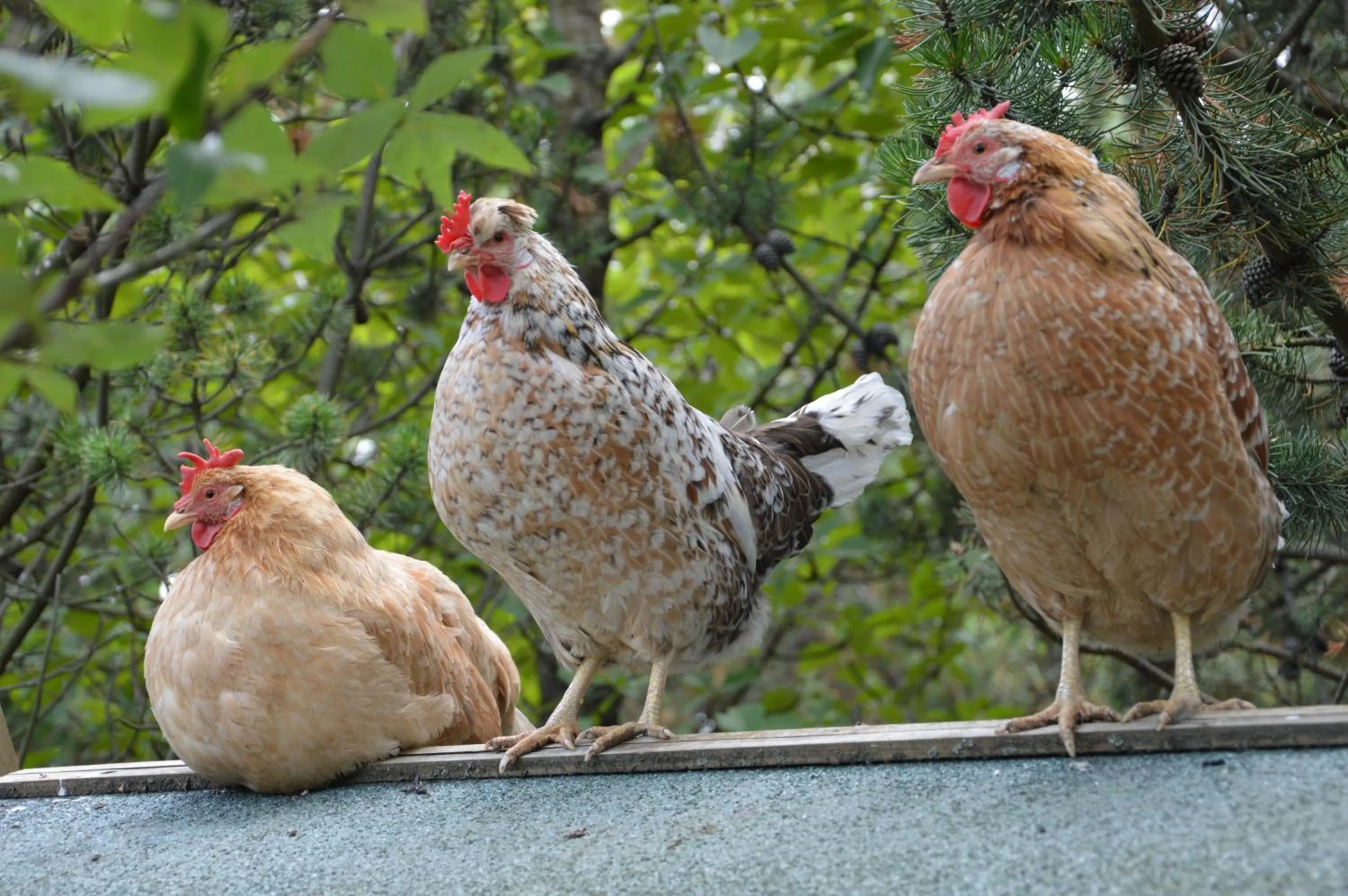 Property building in Gesthus Selfoss
