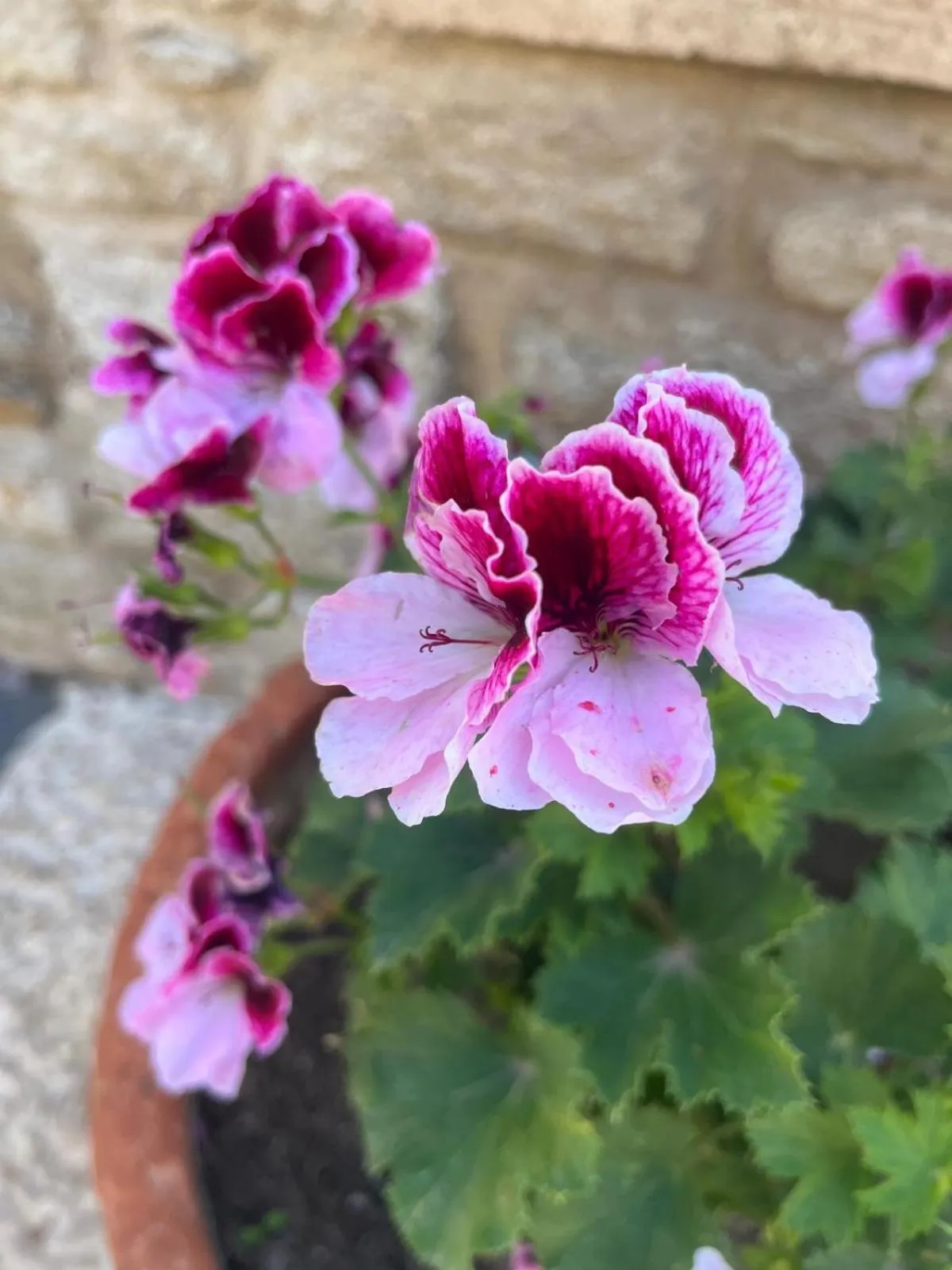 Garden in Griffon Hotel