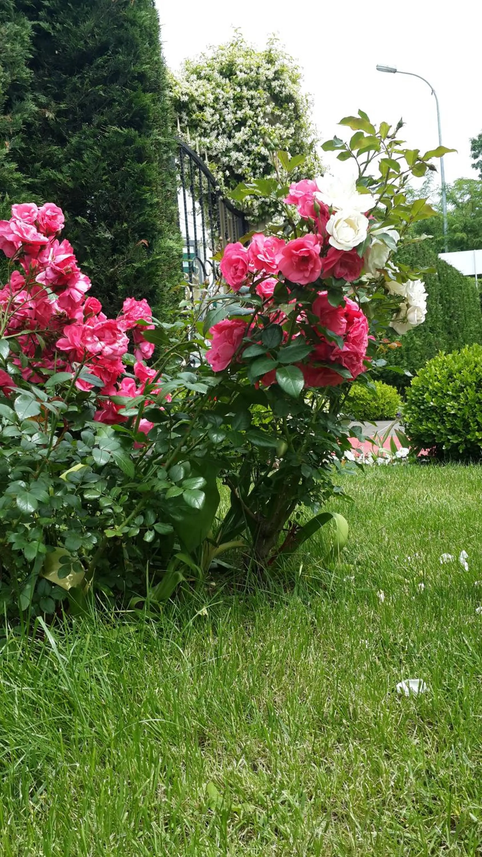 Garden in Pendik Marine Hotel