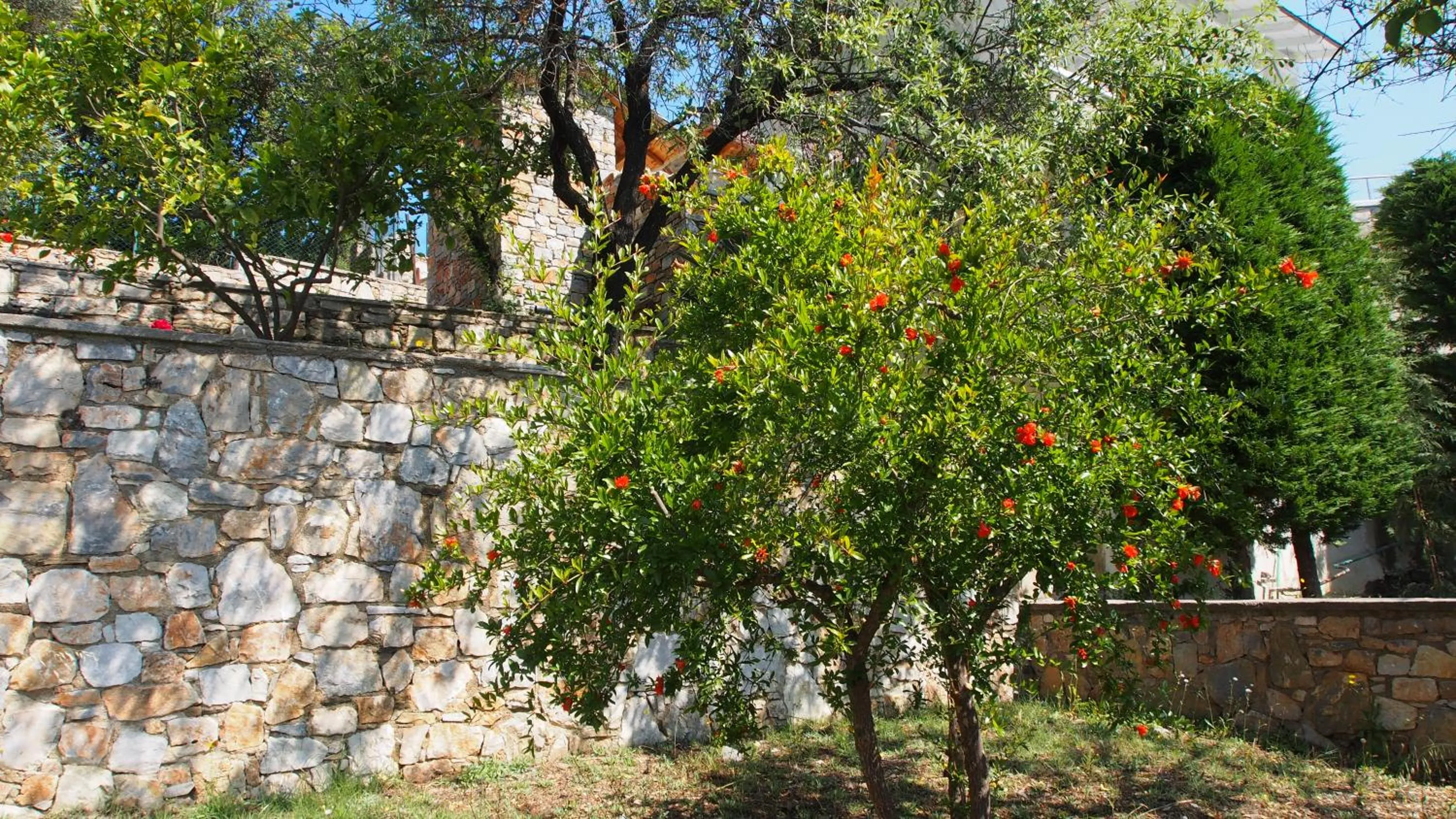 Garden in Villa Paparouna
