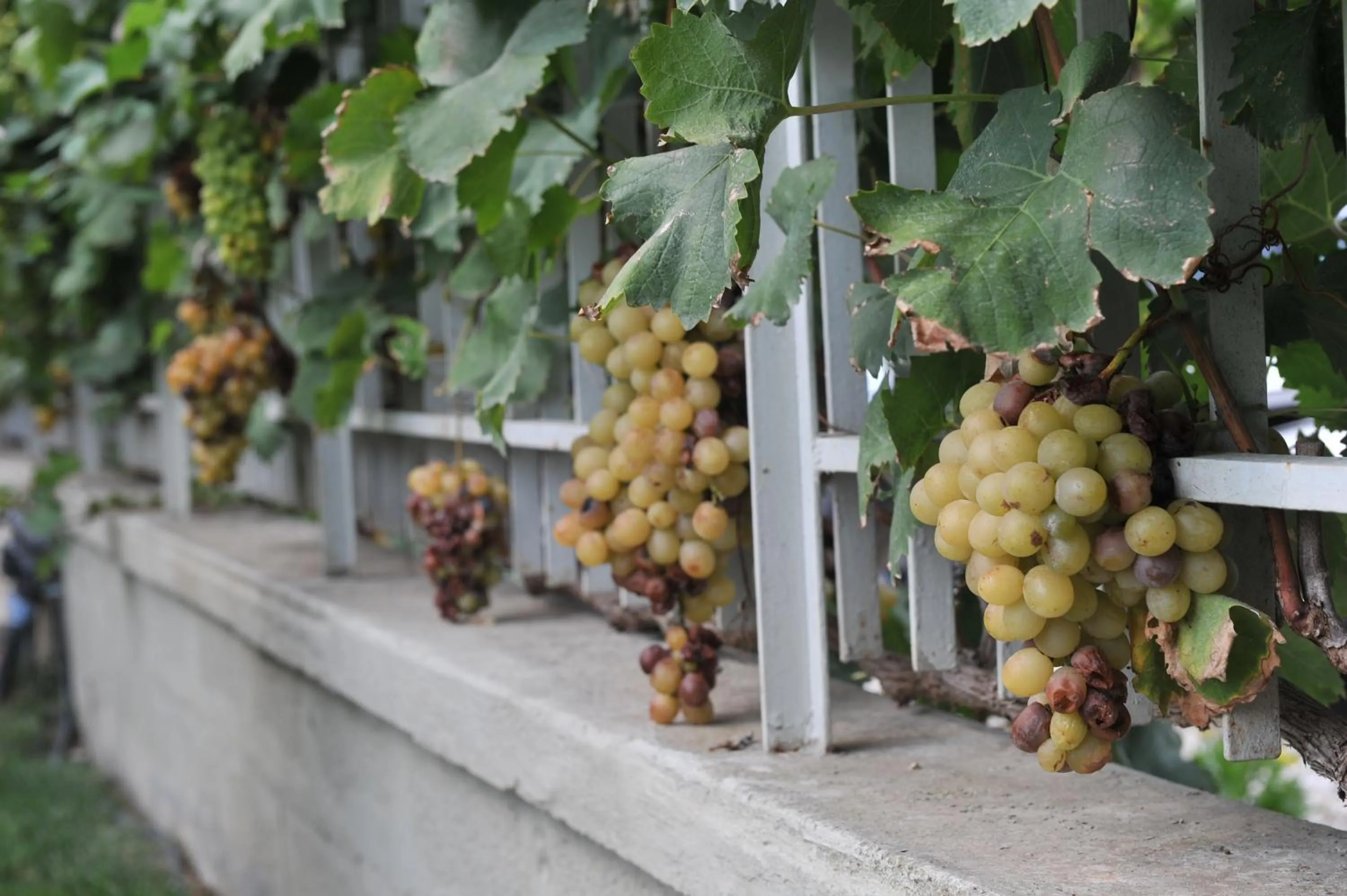 Garden view in All'ombra del Carrubo - Metaponto