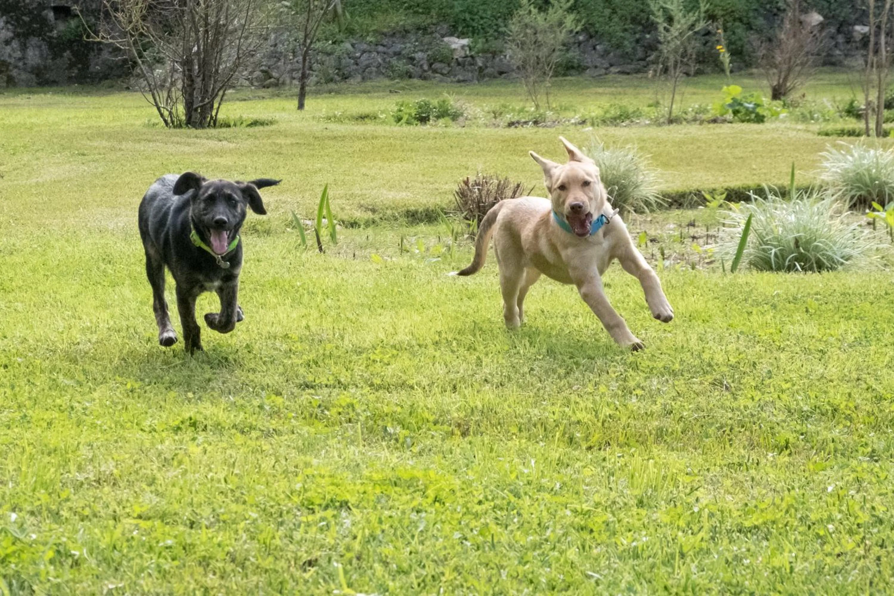 Pets in Quinta dos Machados Countryside Hotel & Spa