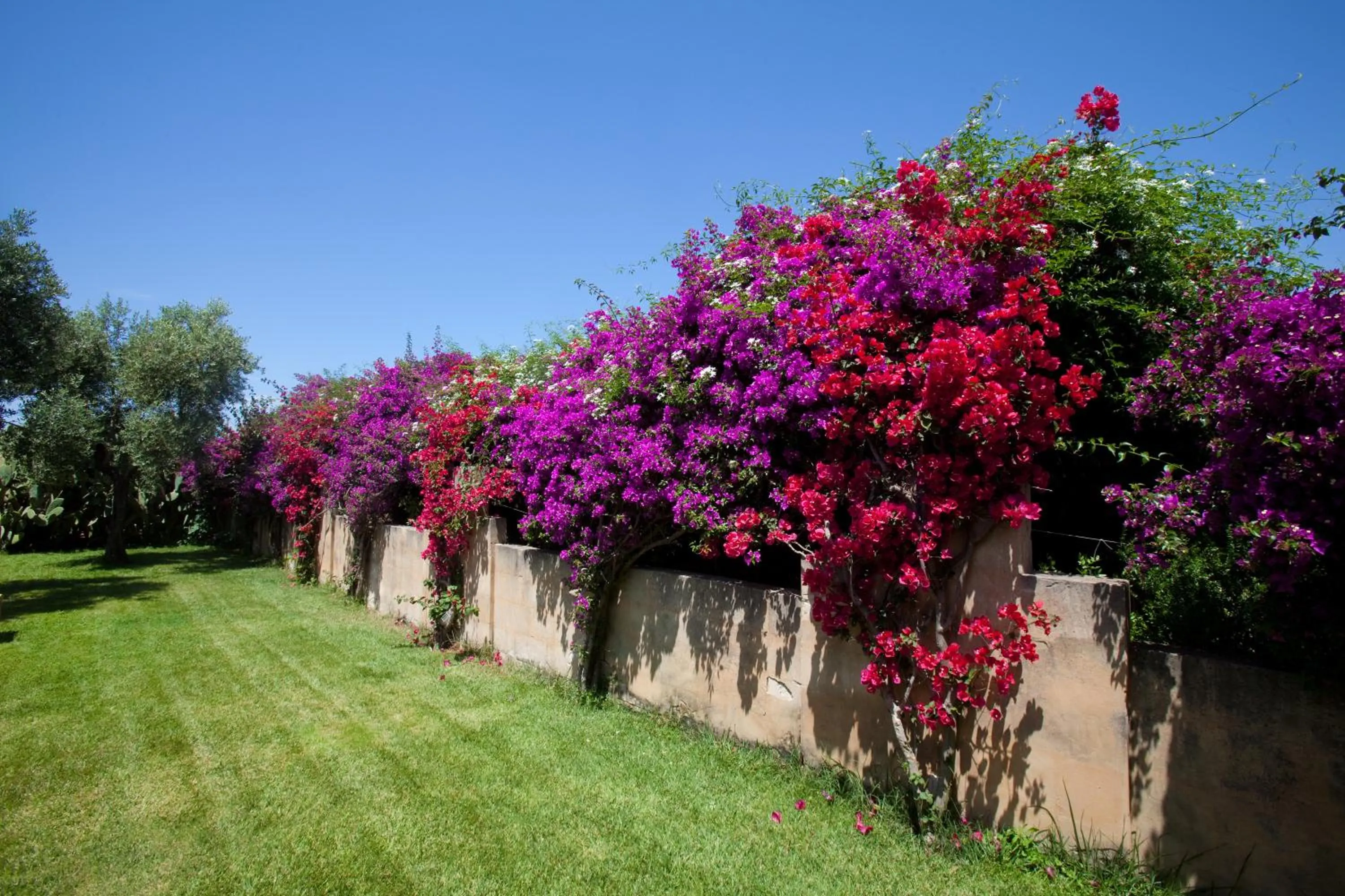 Garden in Masseria Li Foggi