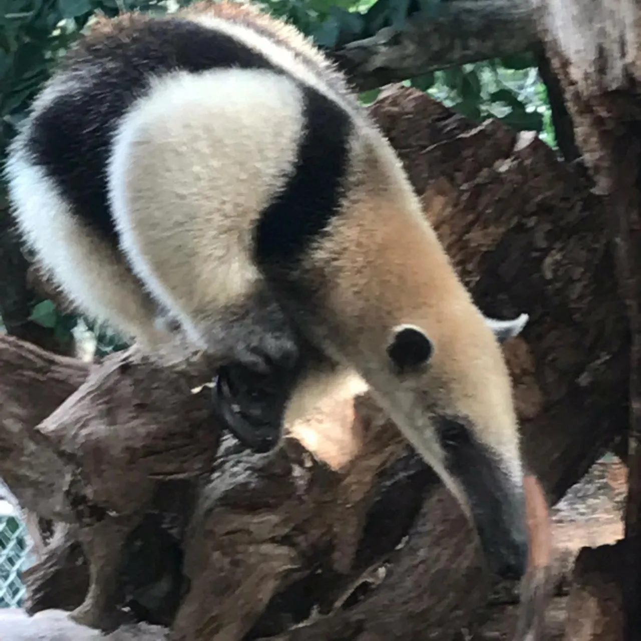 Animals in Villas Vallazoo