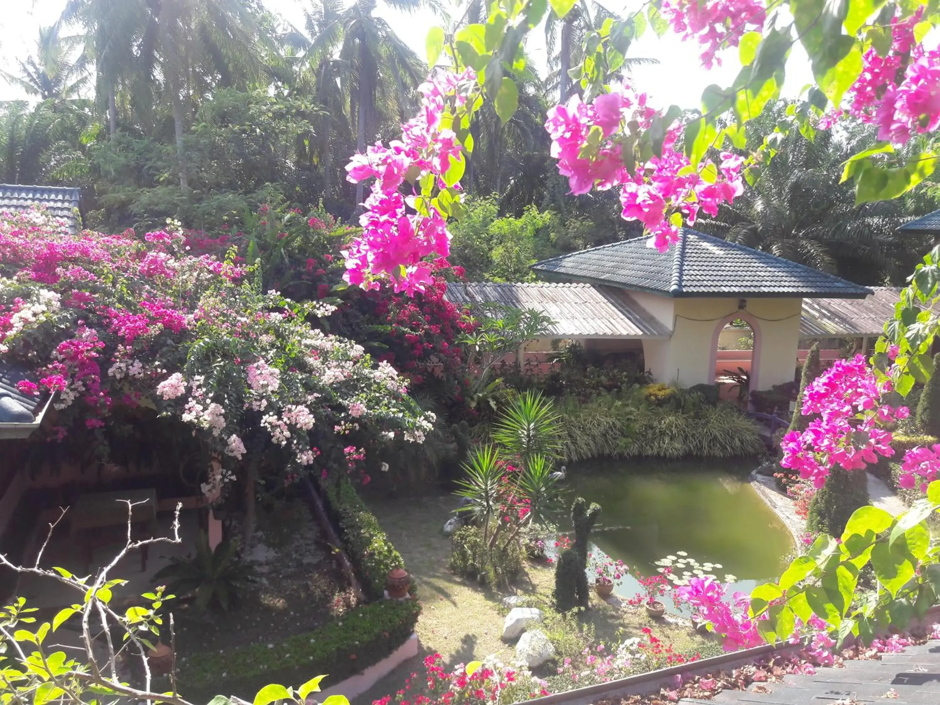 Garden view in Ekman Garden Resort Garden view in Ekman Garden Resort