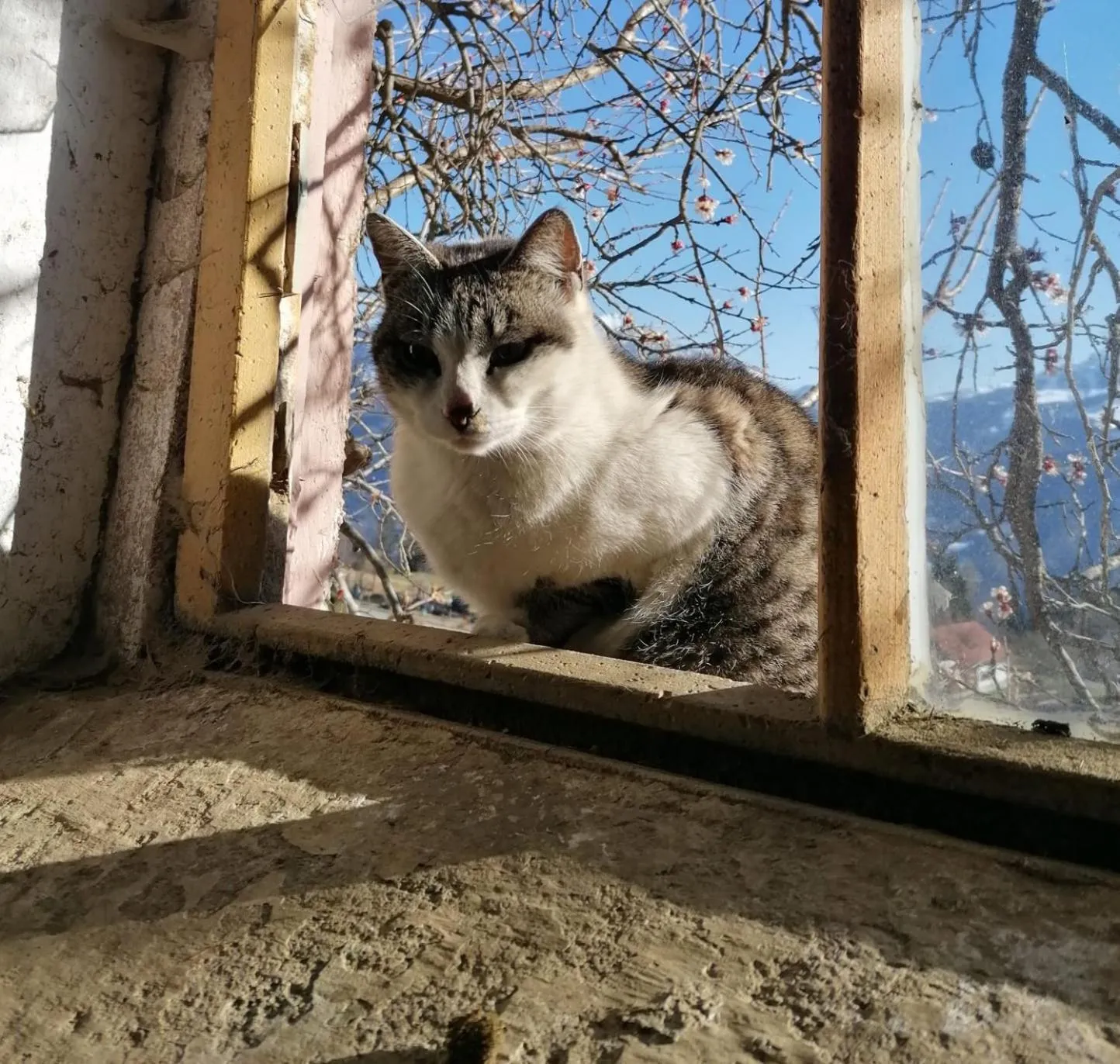 Animals in Berghotel Presslauer