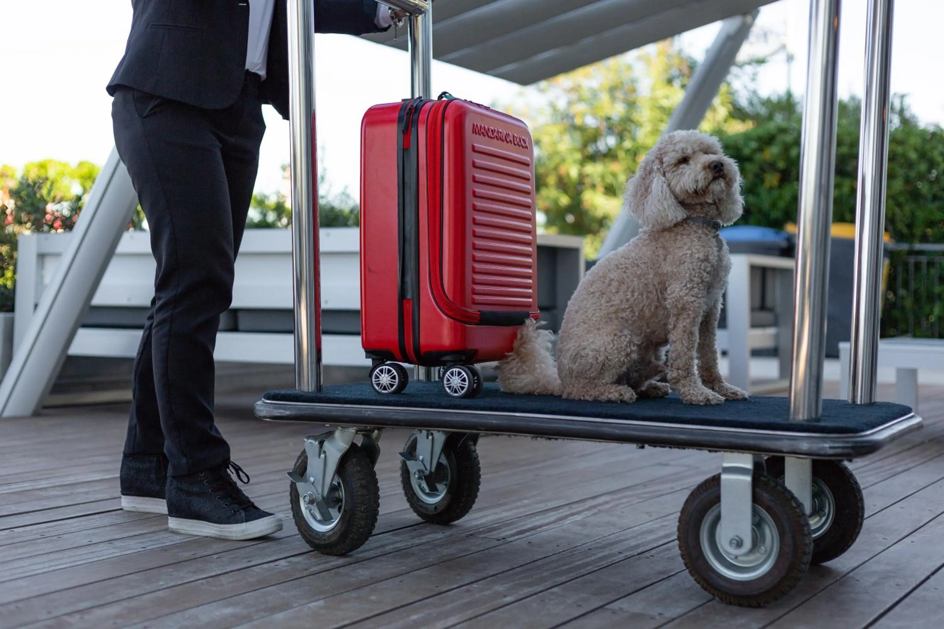 Animals in Hotel Commodore