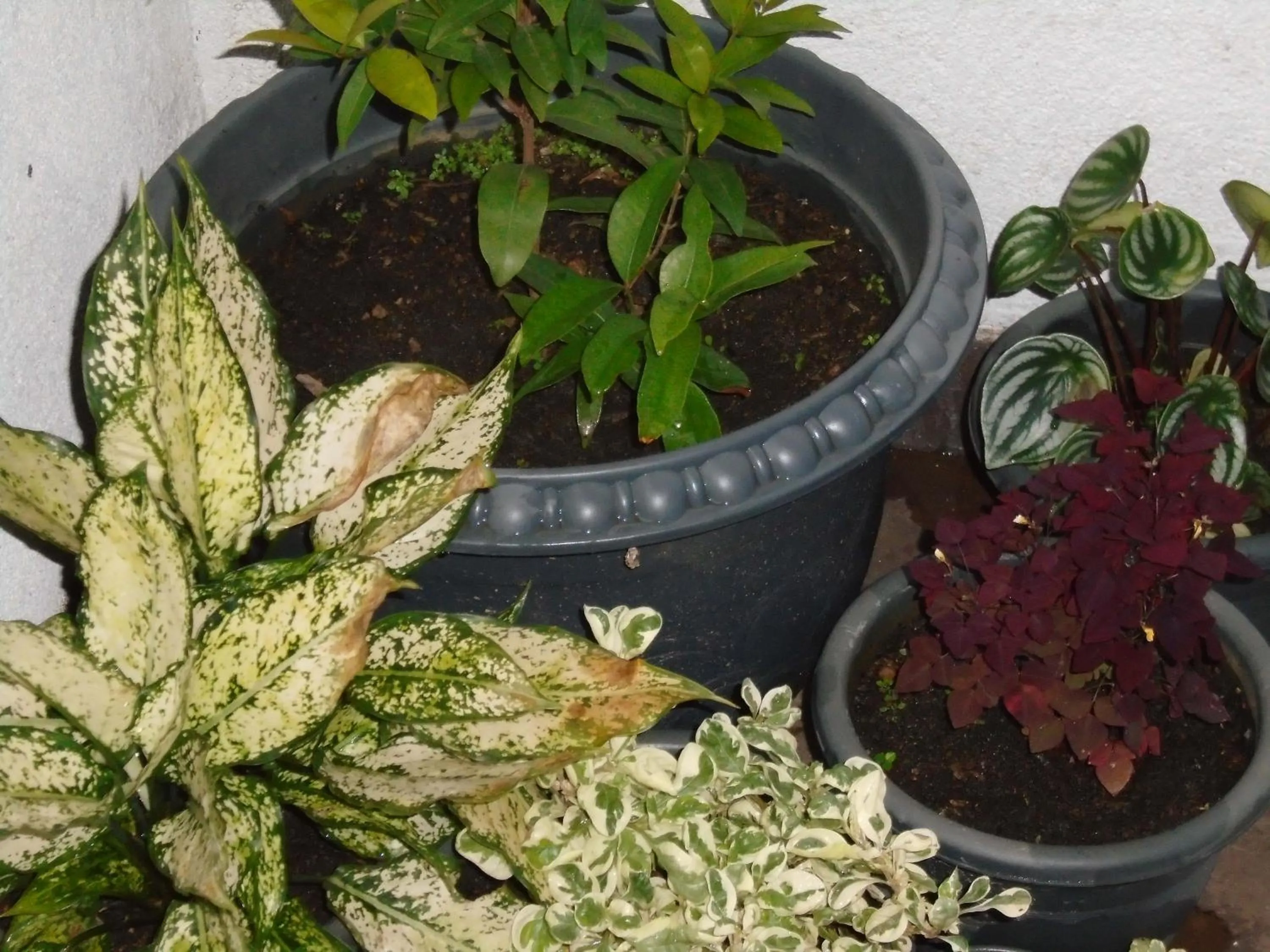 Kandy Mountain Cottage