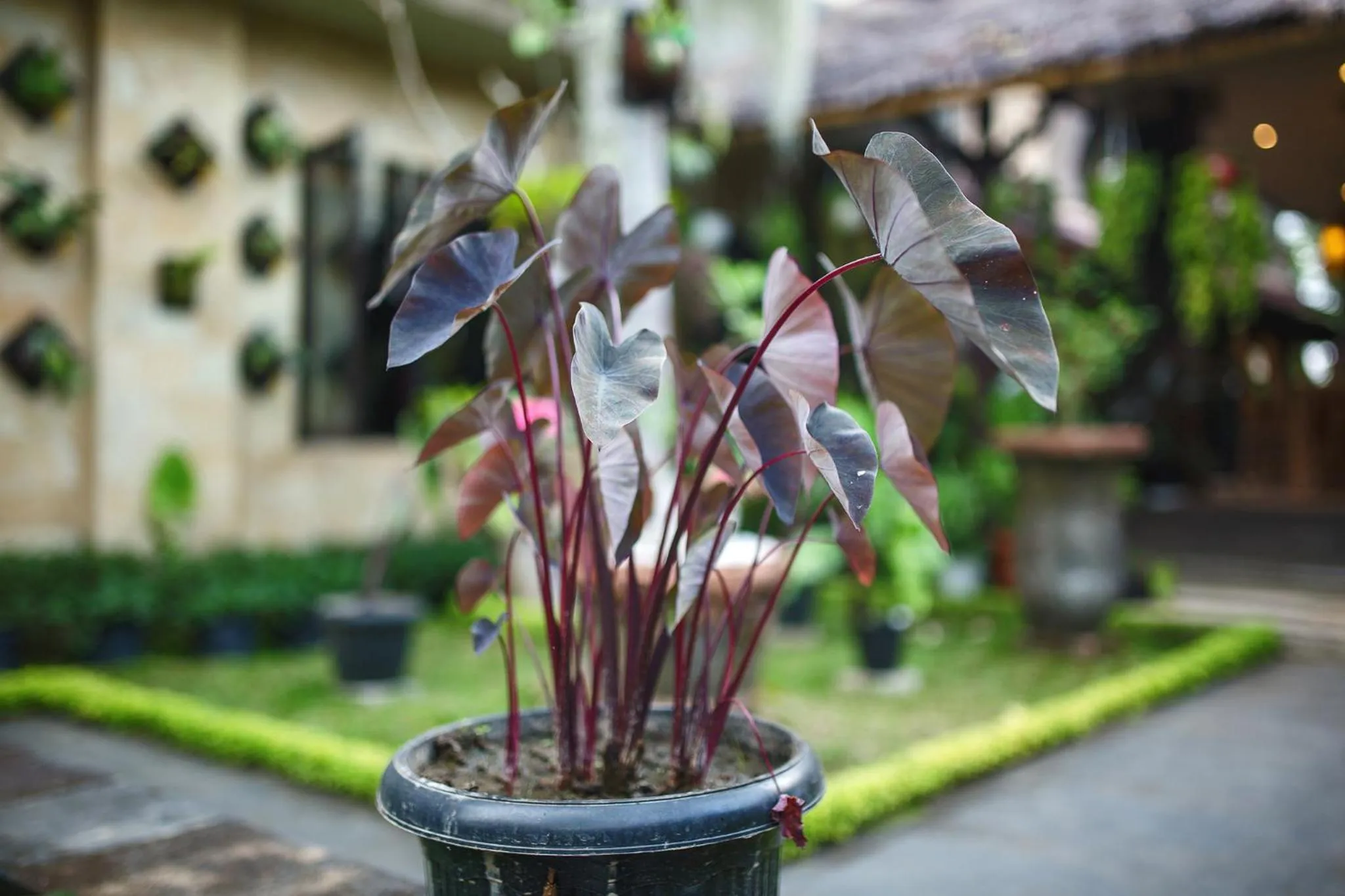 Garden in Alas Petulu Villa Resort and Spa