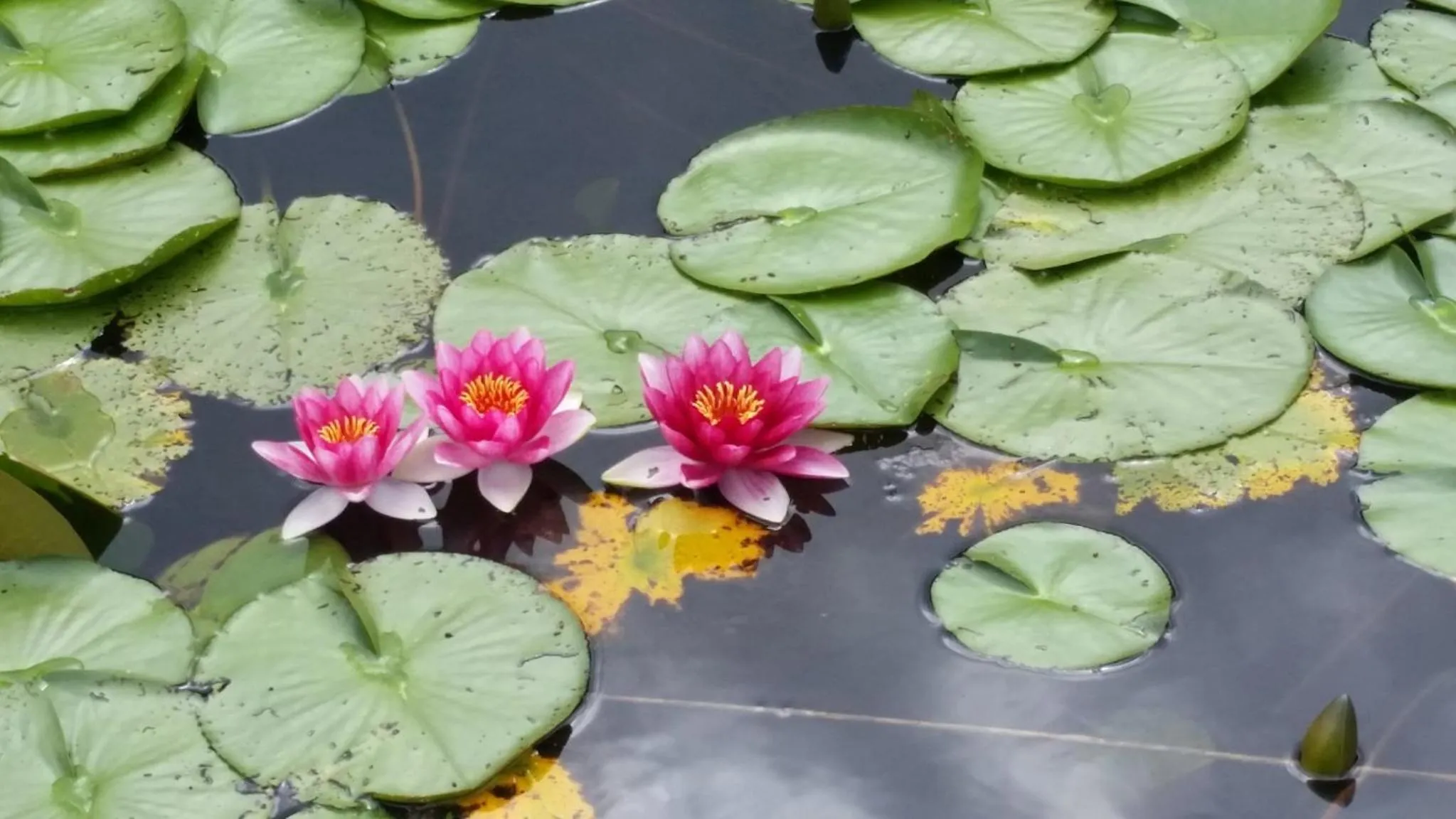 Area and facilities in Kimpton Vero Beach Hotel & Spa by IHG