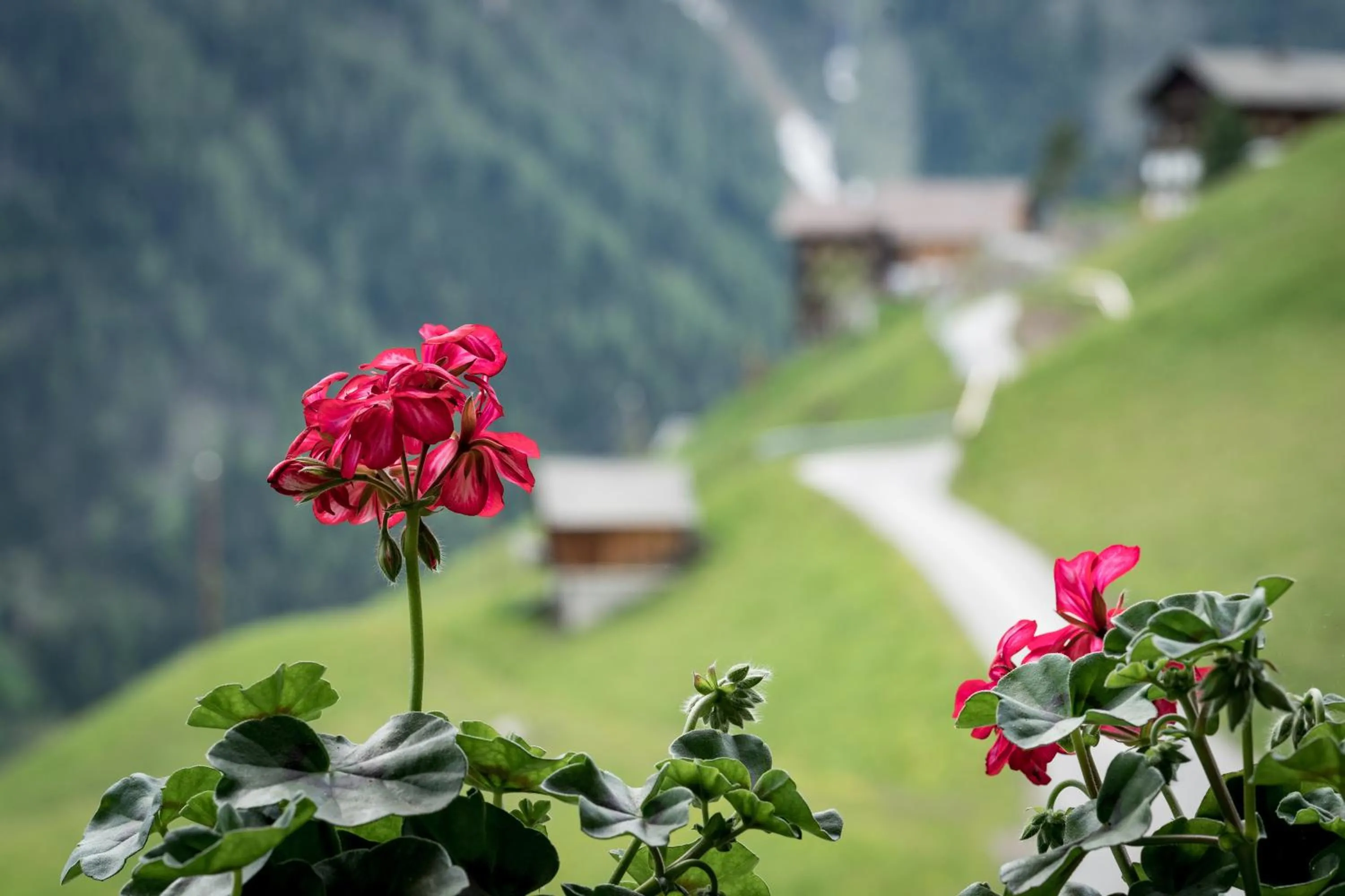 Mountain view in Apartmenthaus Gutwenger