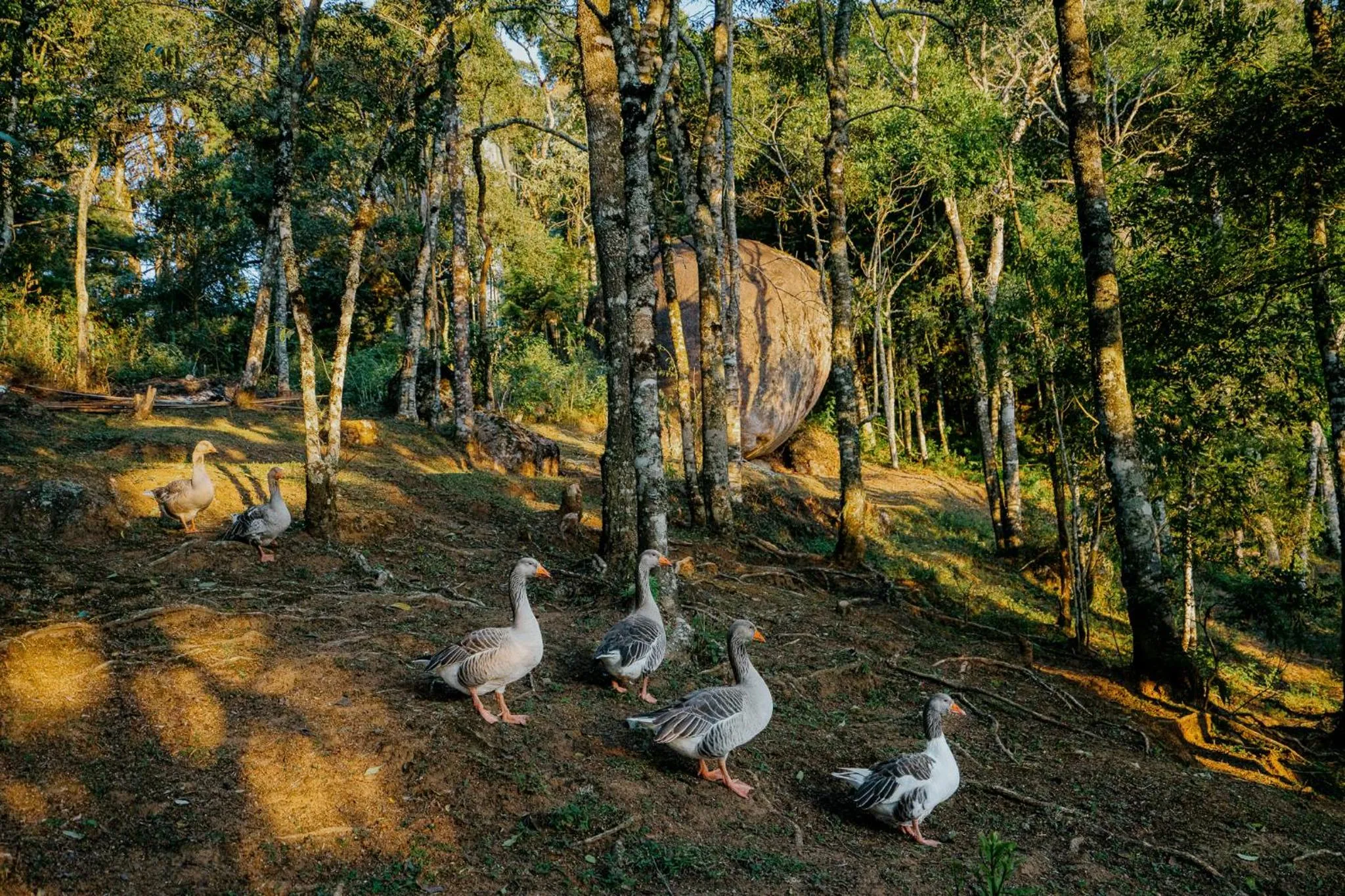 Natural landscape in Pousada Alto de Monte Verde