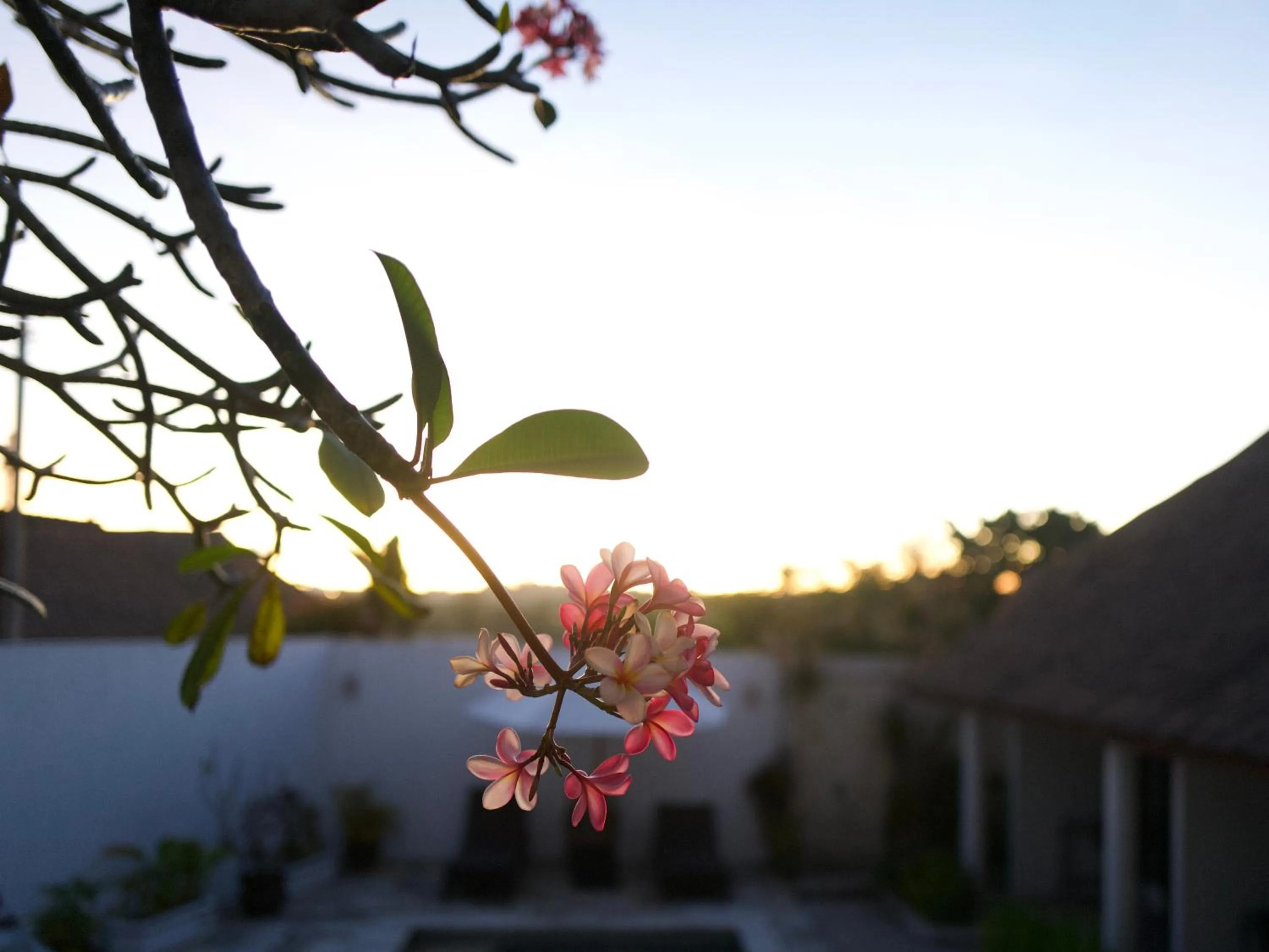 Garden in Villa Leelavadee