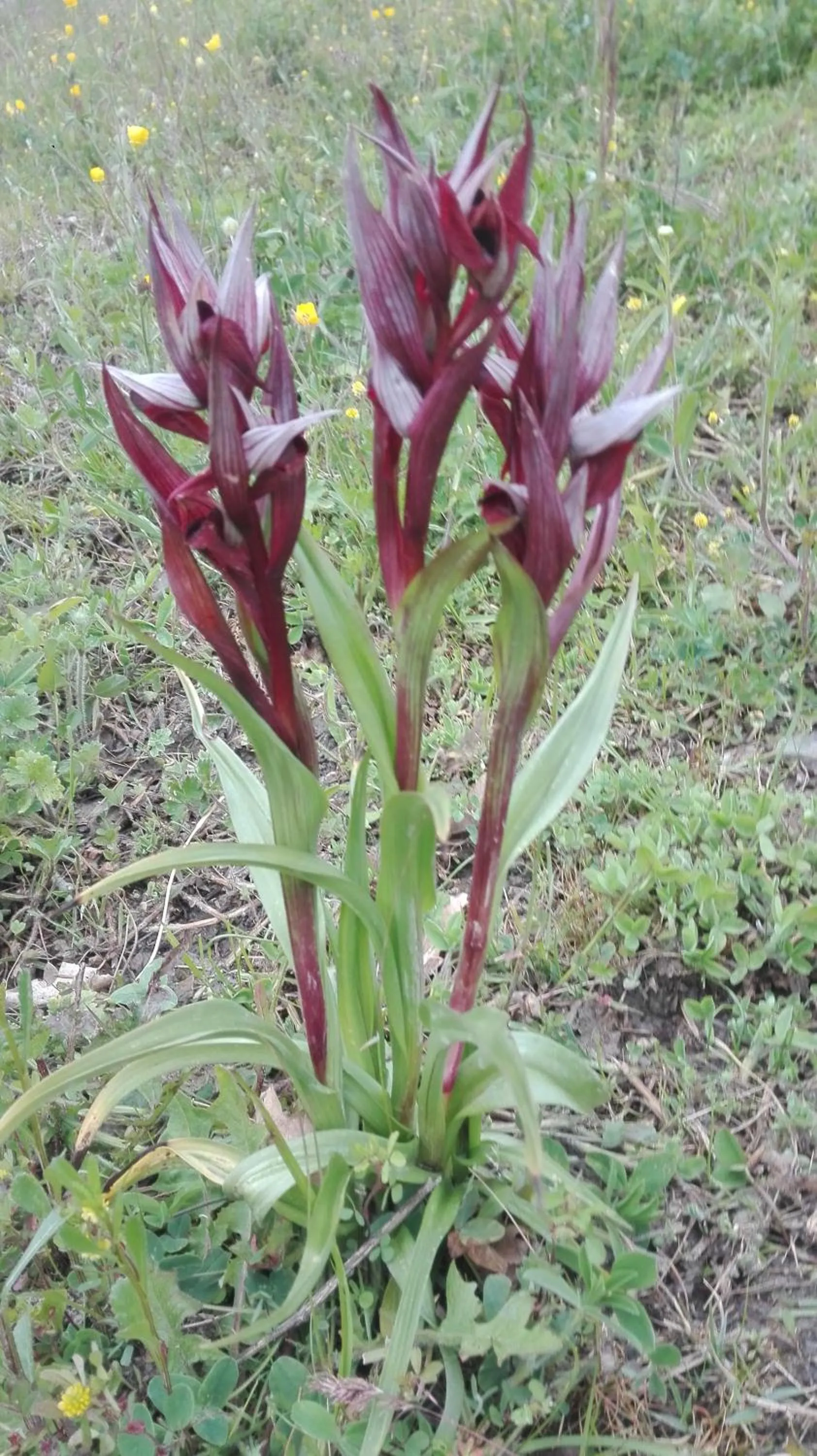 Spring in Prati dei Campassi