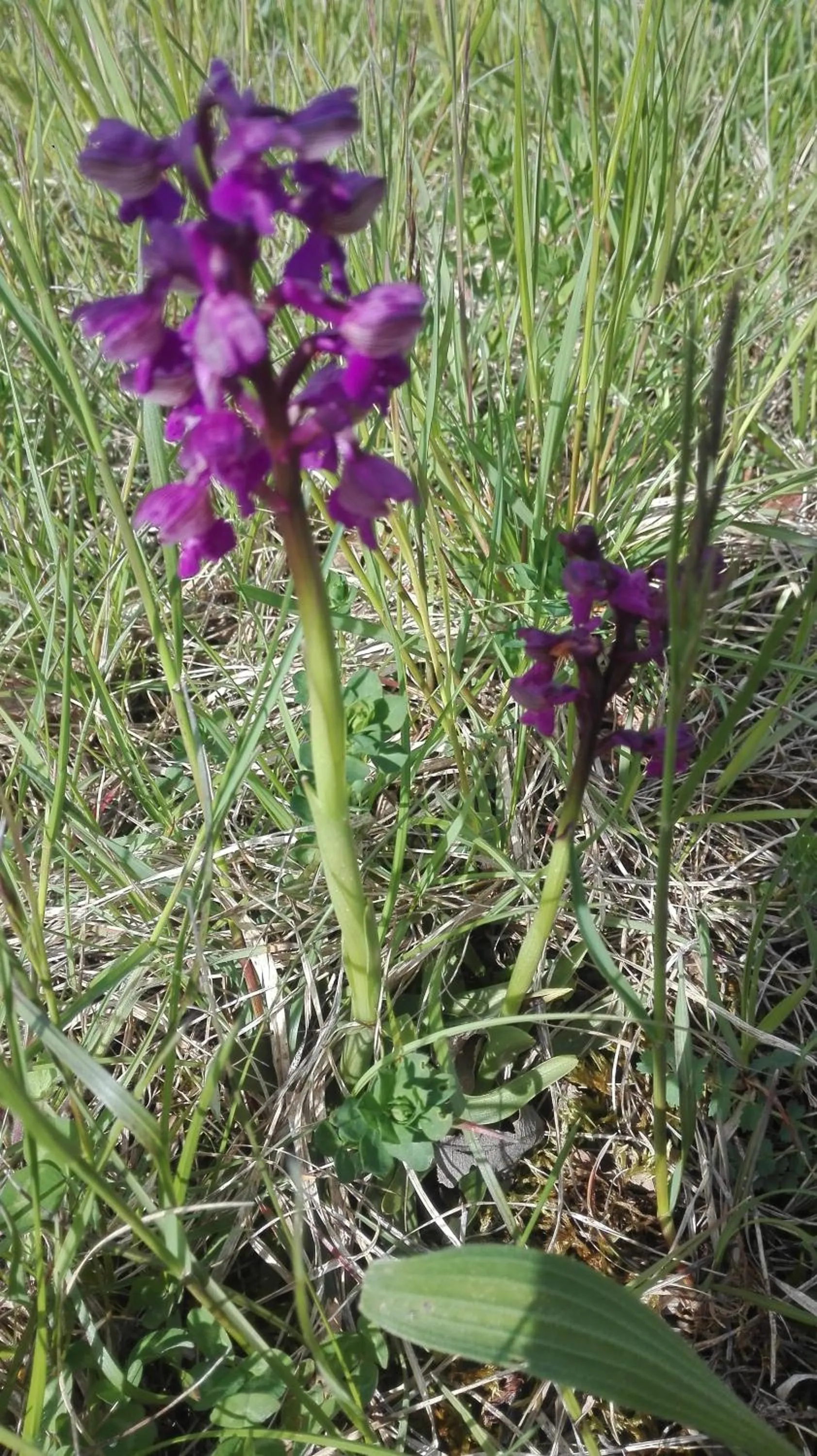Spring in Prati dei Campassi