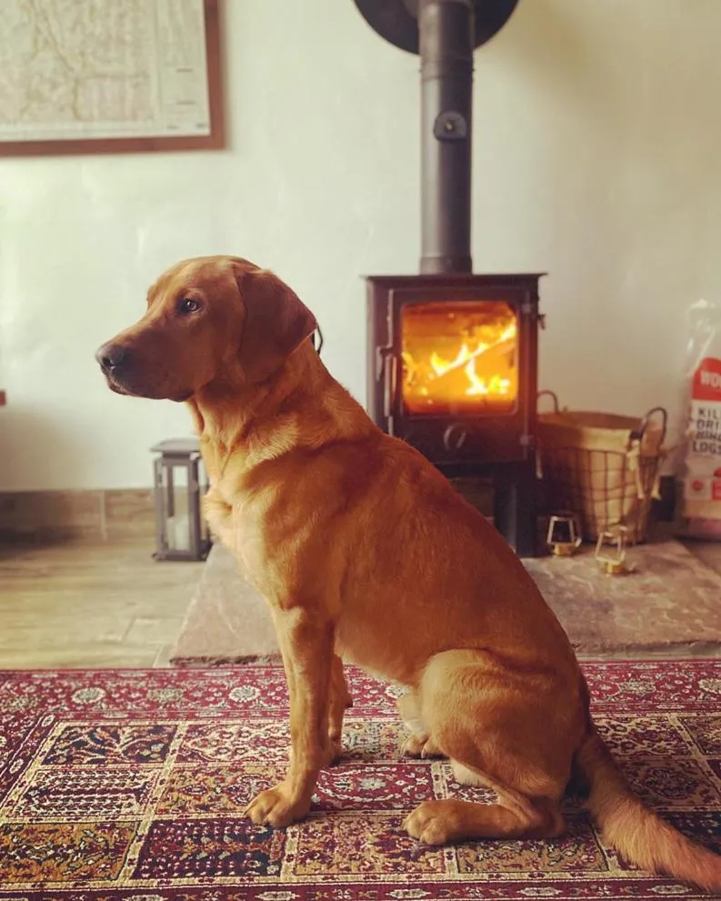 Pets in Rosie's Barn