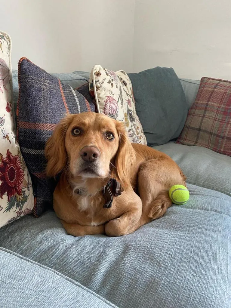 Pets in Rosie's Barn