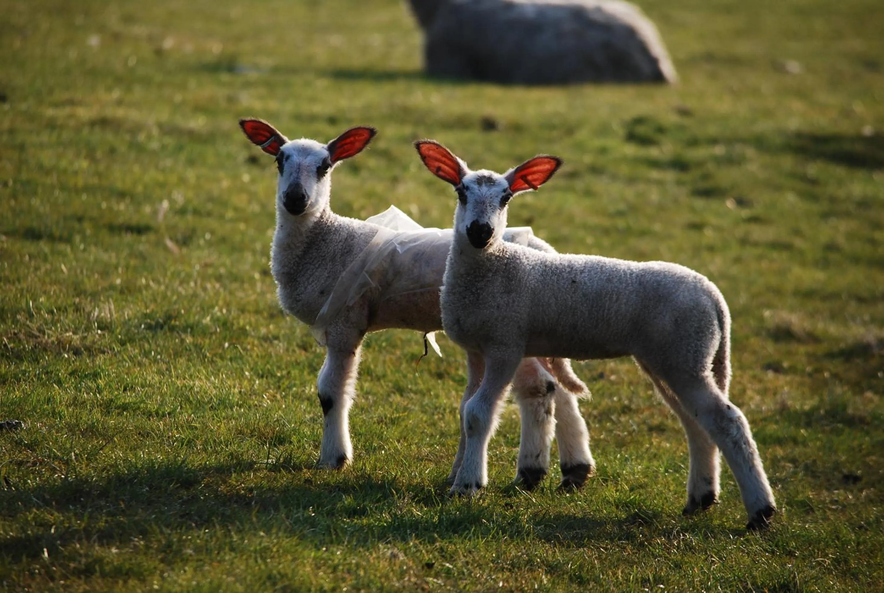 Animals in Rosie's Barn