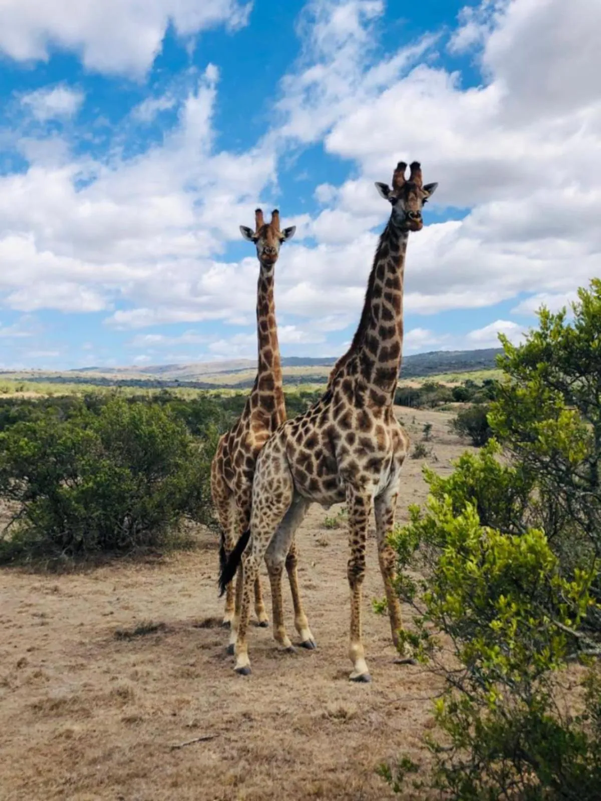 Animals in Seven Fountains Farm