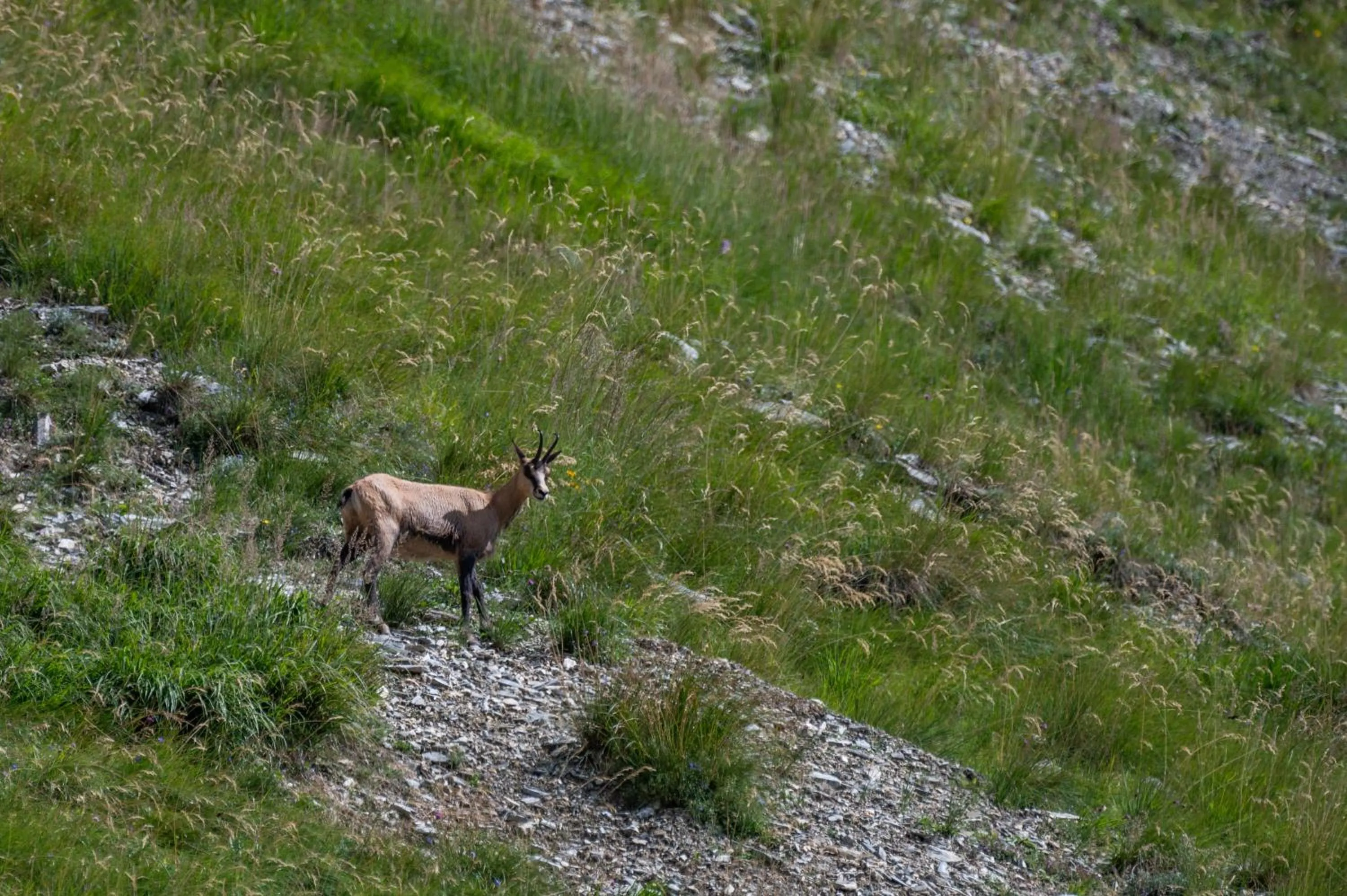 Activities in Hotel Gratz Großarl