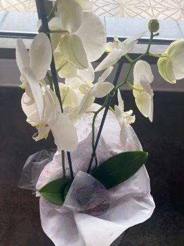 Garden in Hotel Torres I