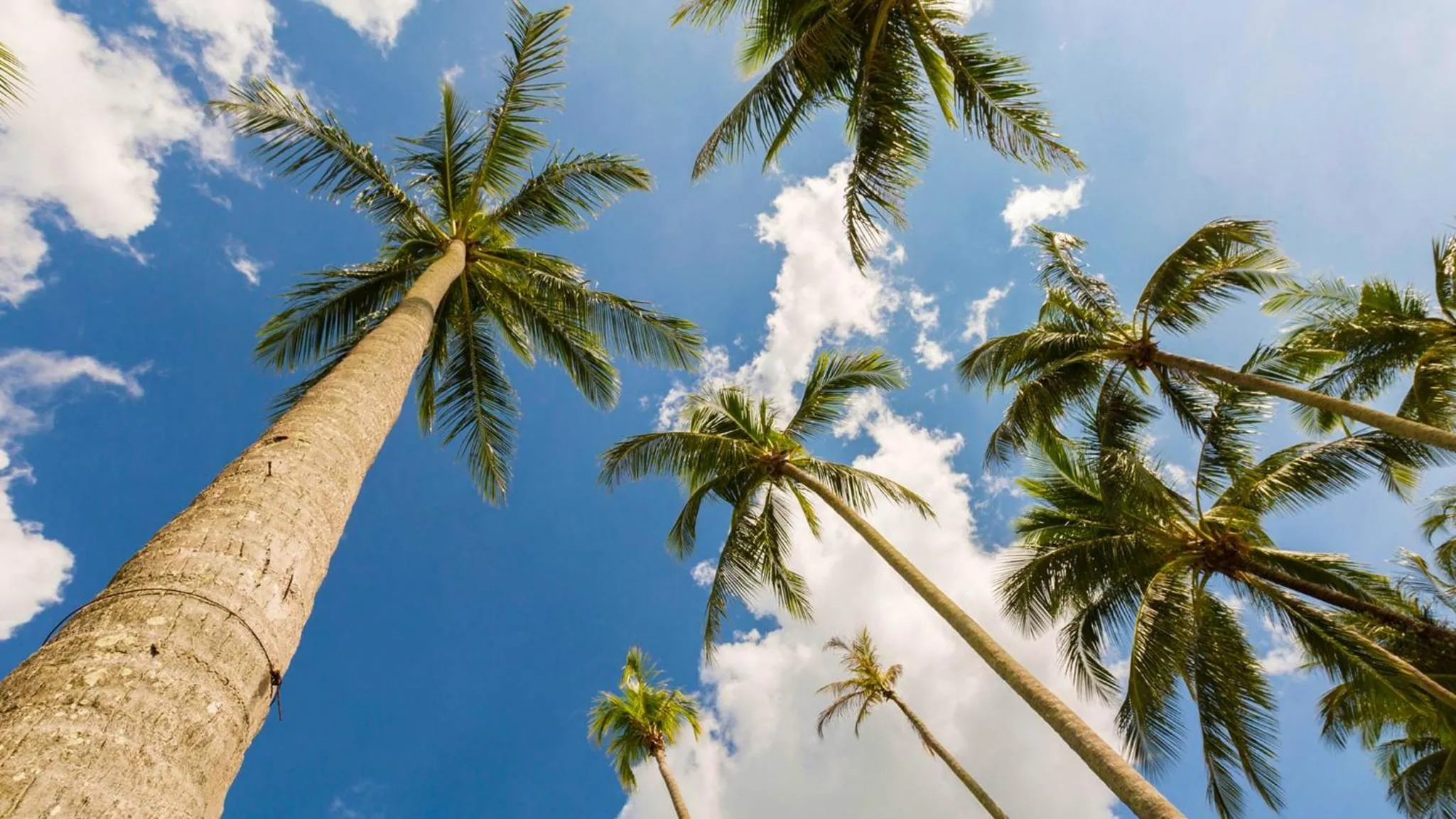 Natural landscape in Jivana Beach Villas