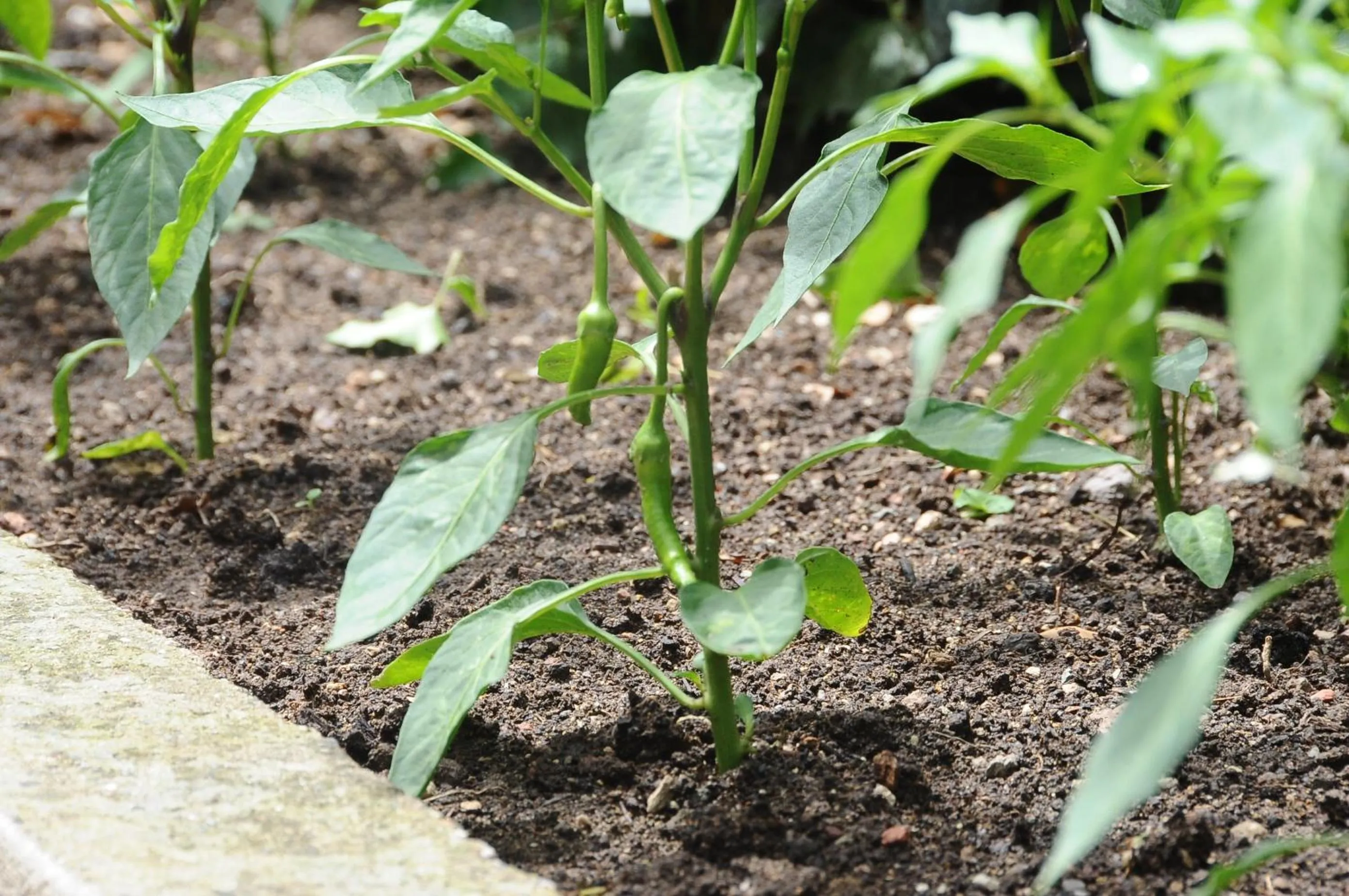 Restaurant/places to eat in Ontur Butik Hotel