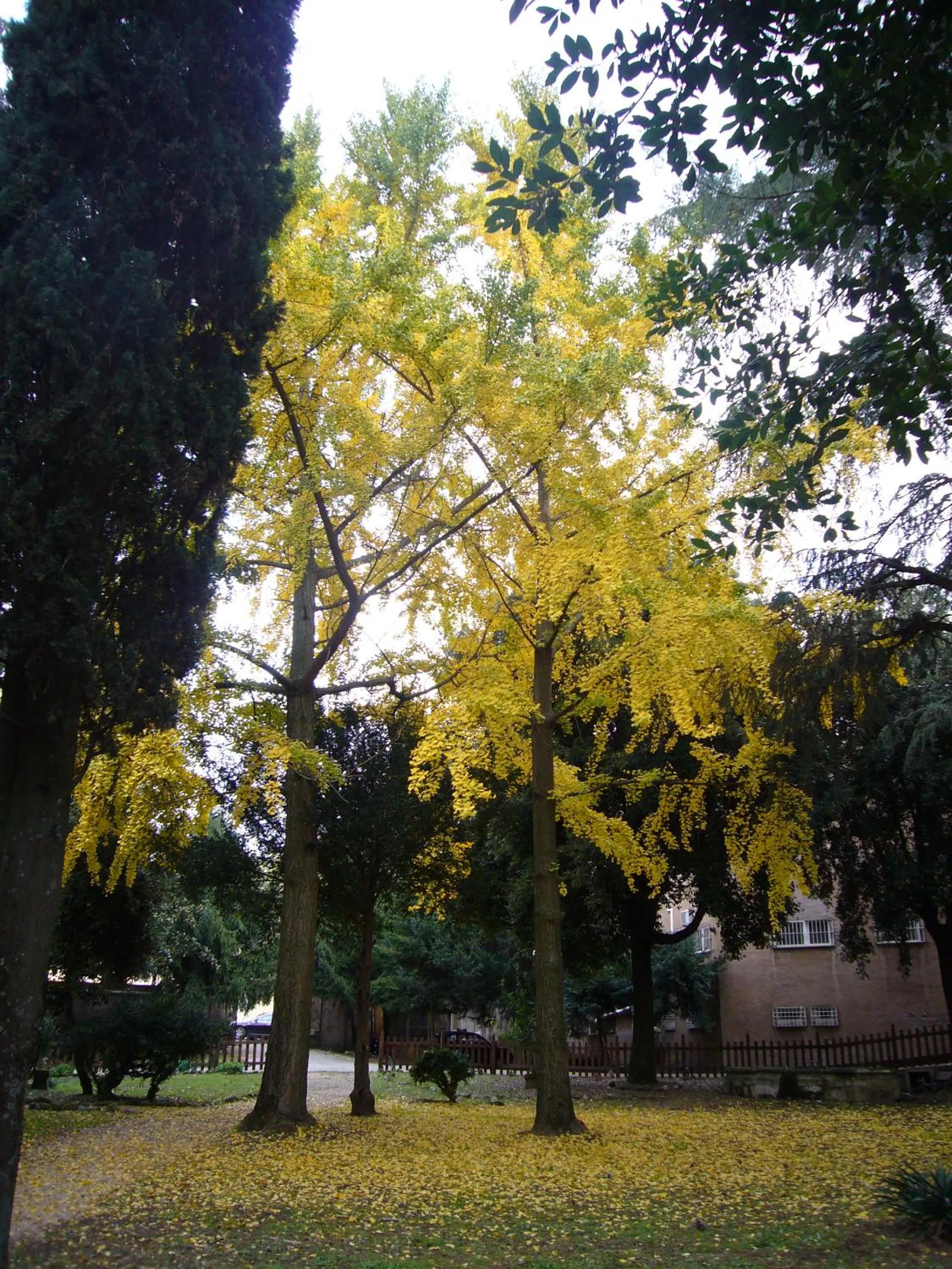 Garden in Villa Altieri