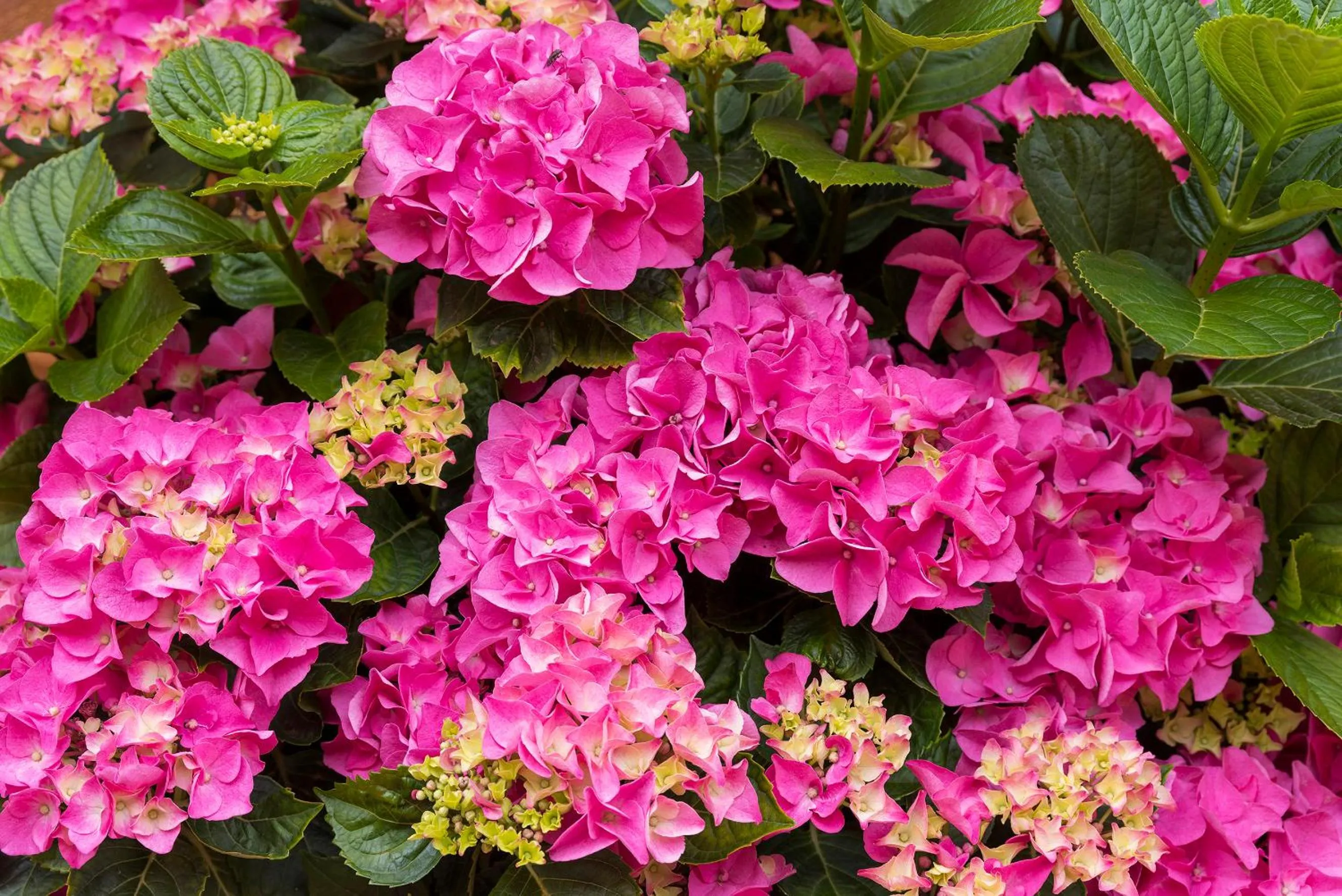 Patio in Hotel Ristorante Colleverde