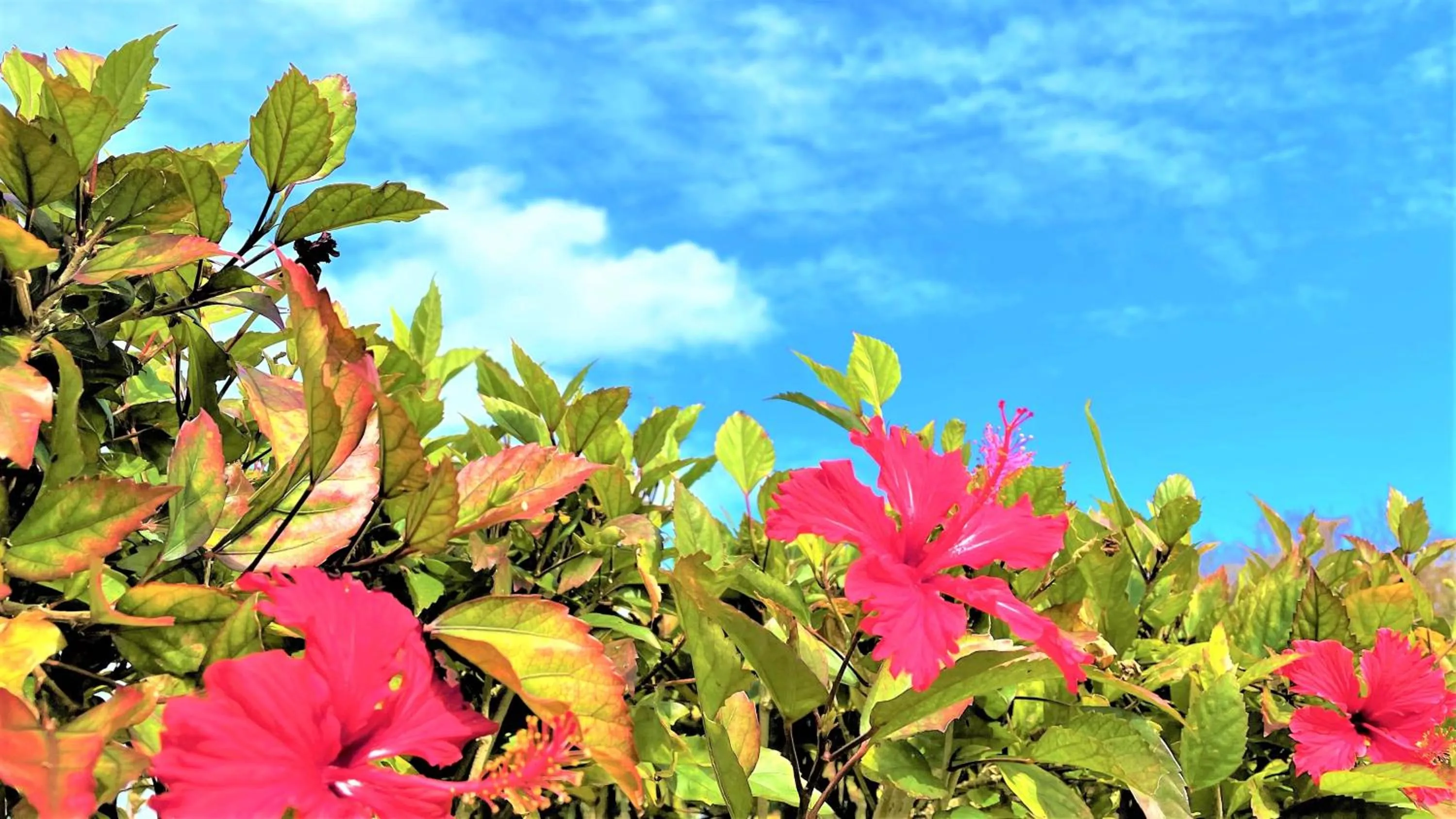 Natural landscape in Rose Terrace Bise