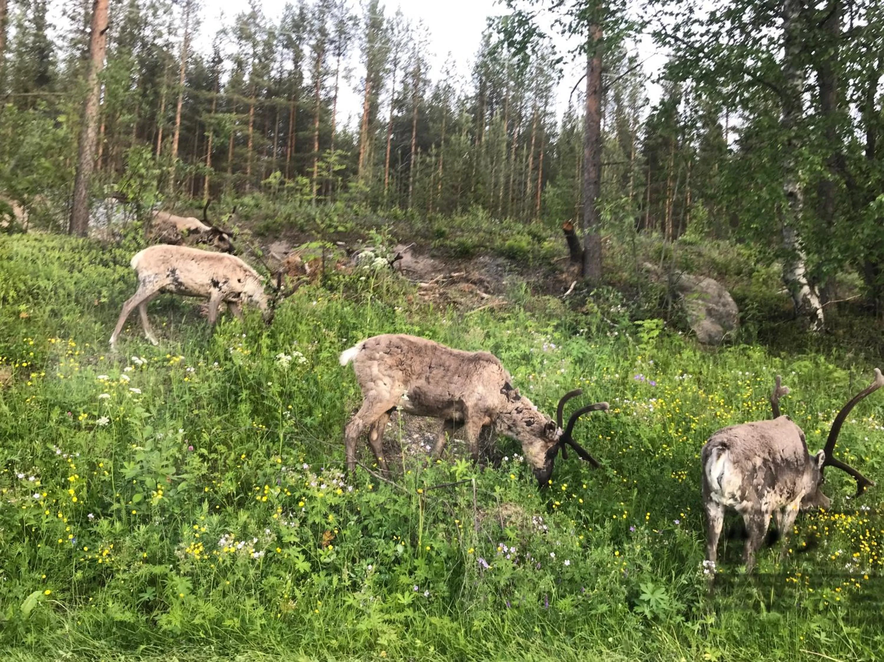 Arctic Resort Delight