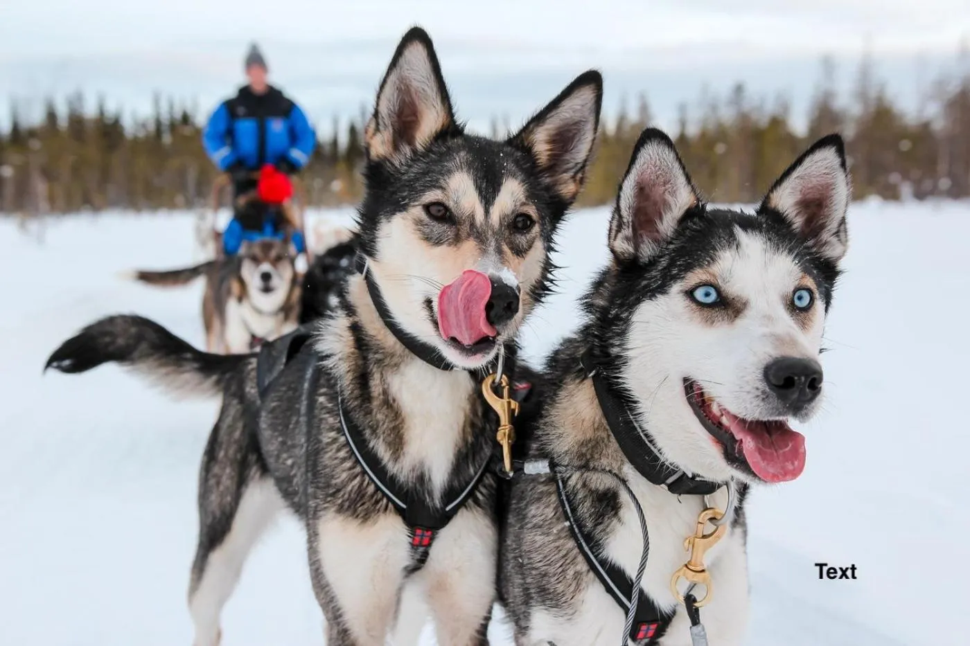 Animals in Arctic Resort Delight