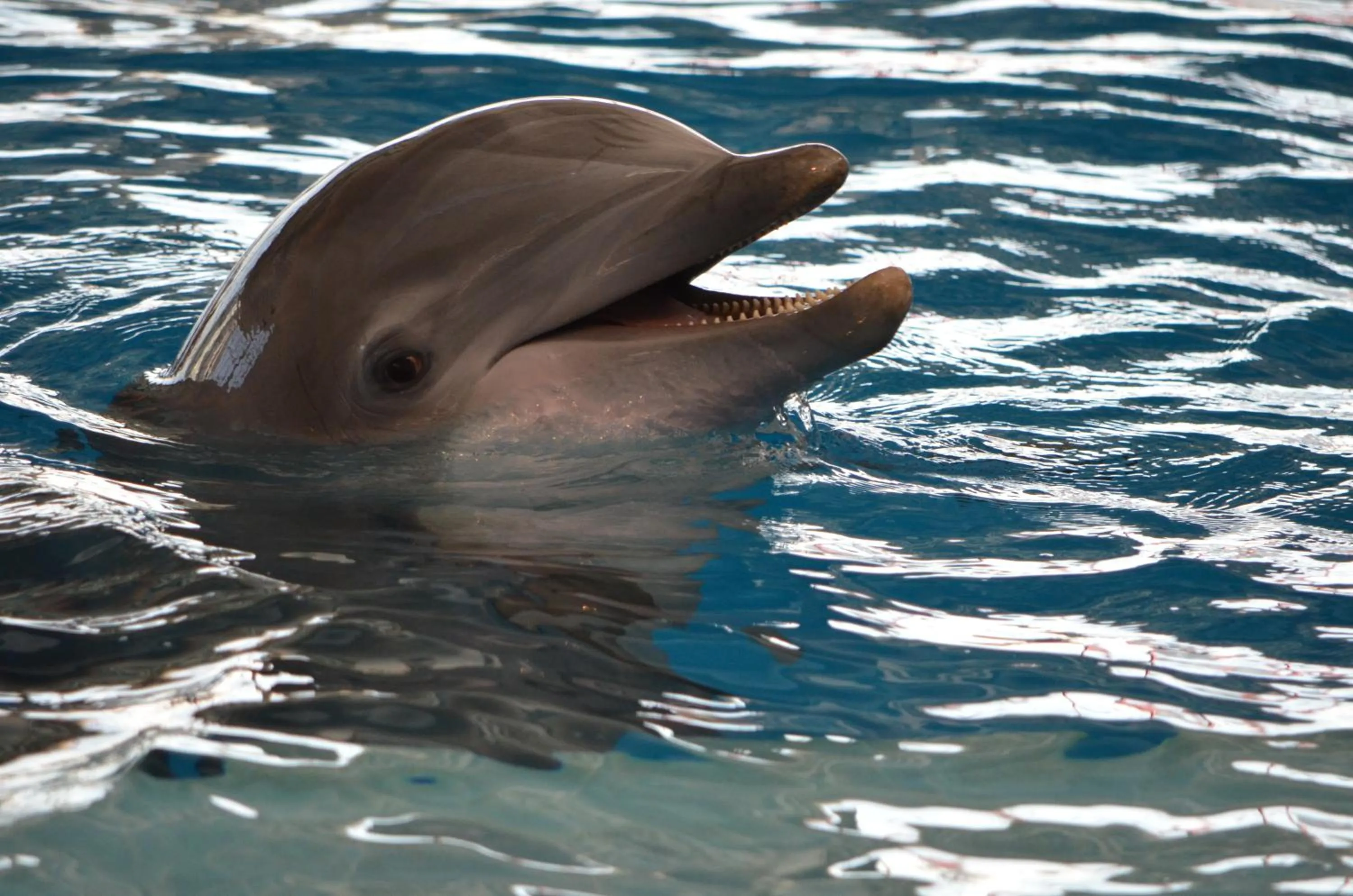 Spring in Club In Eilat - Coral Beach Villa Resort