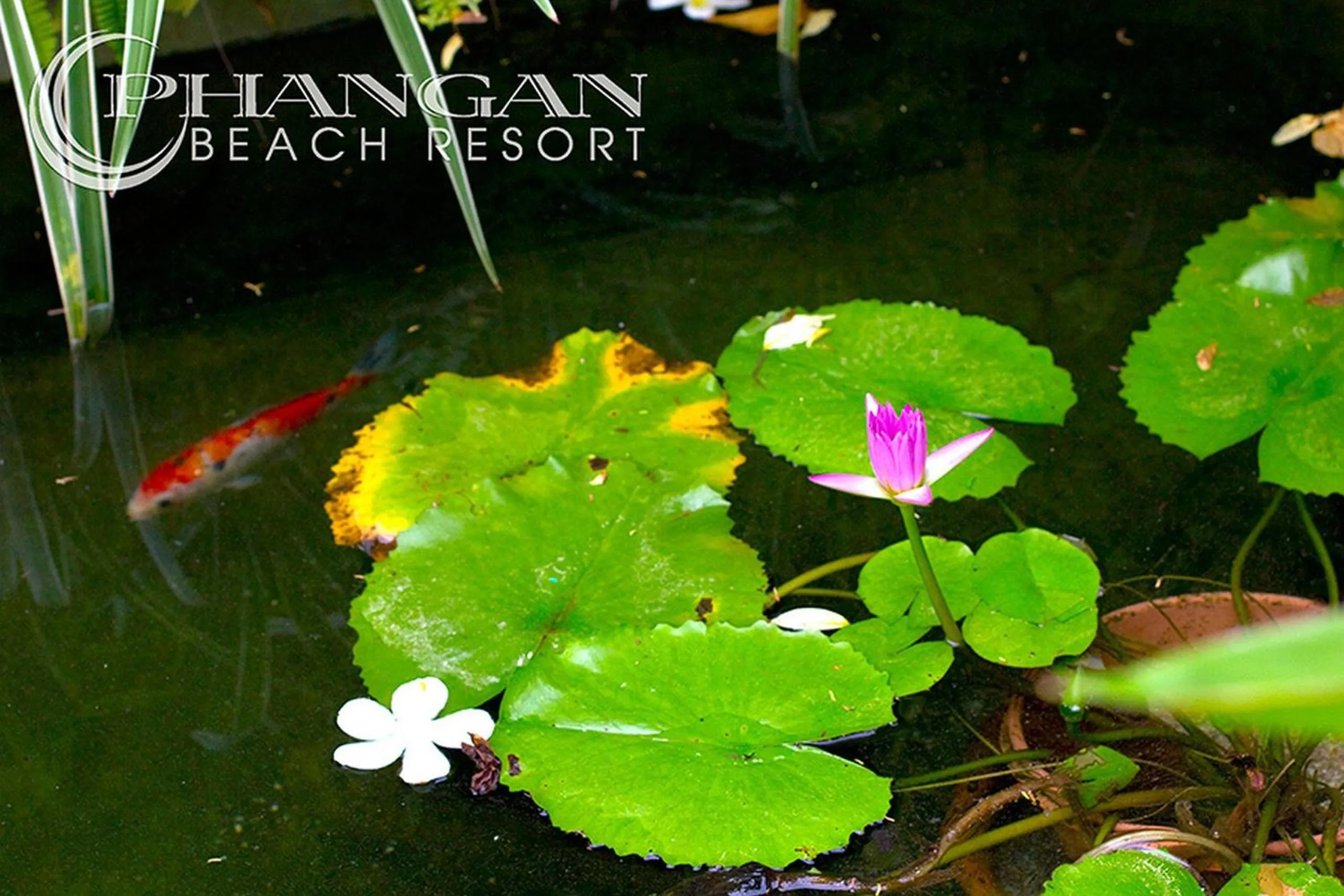 Lobby or reception in Phangan Beach Resort
