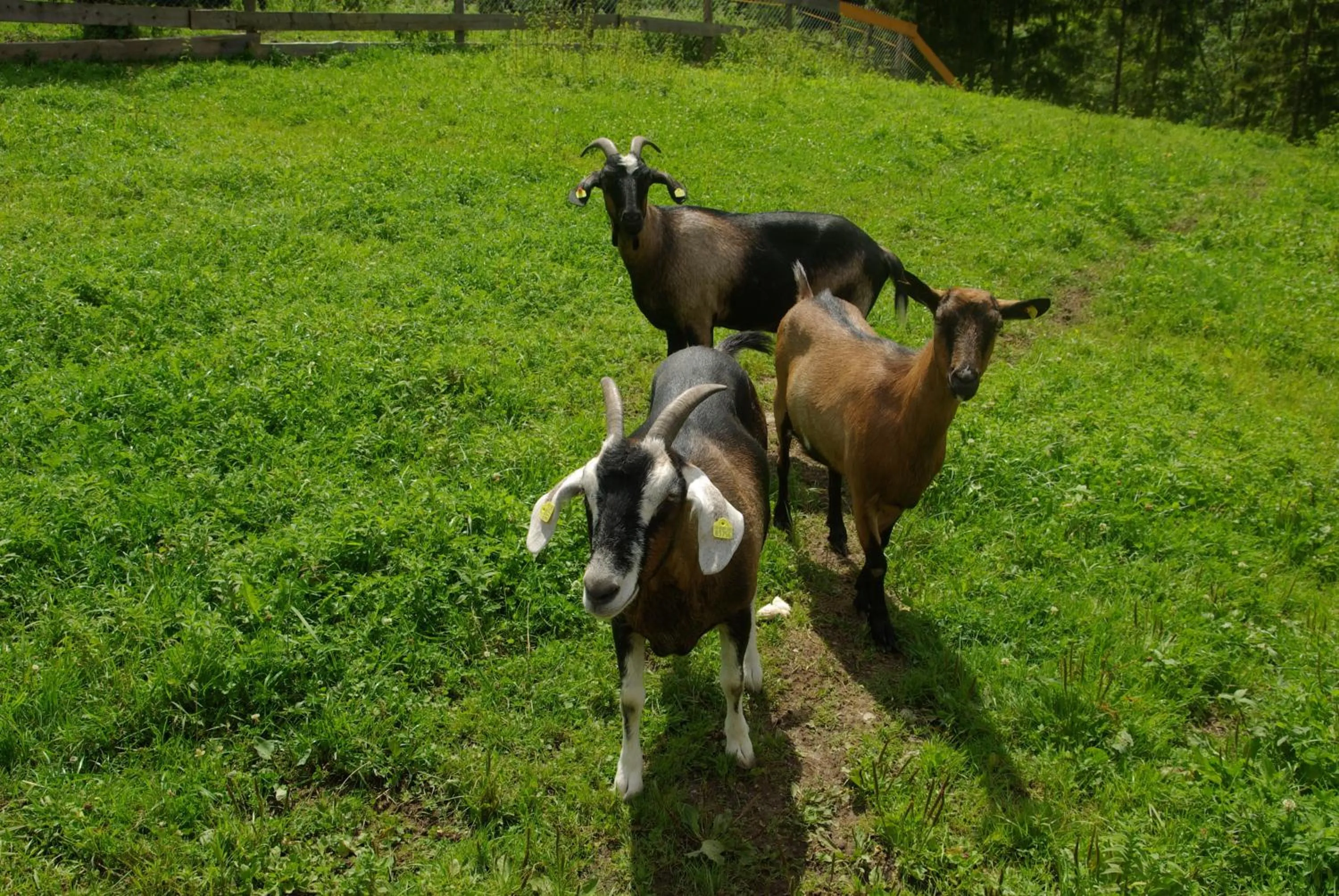 Pets in Hotel-Gasthof Mauthäusl