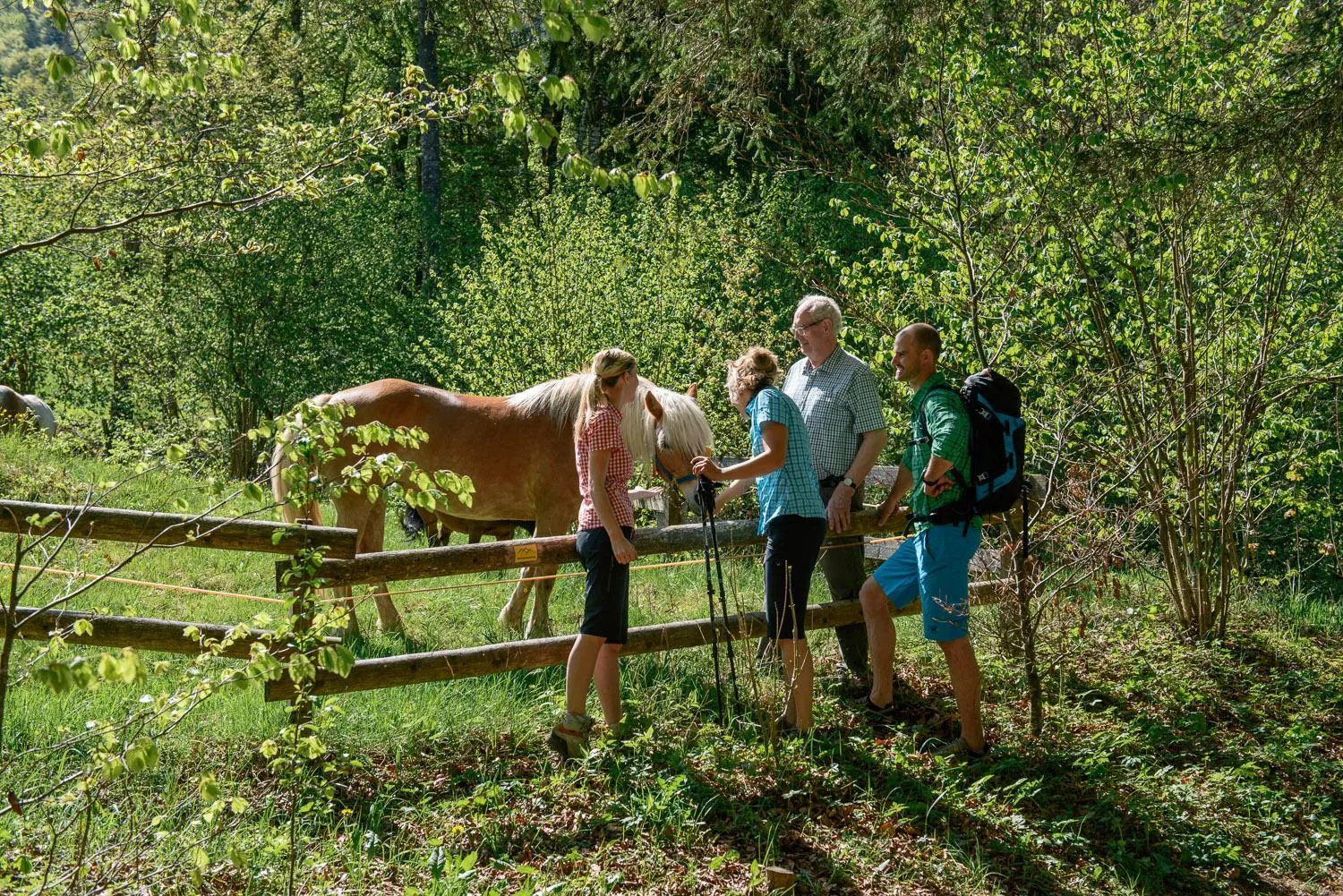 Day in Hotel-Gasthof Mauthäusl