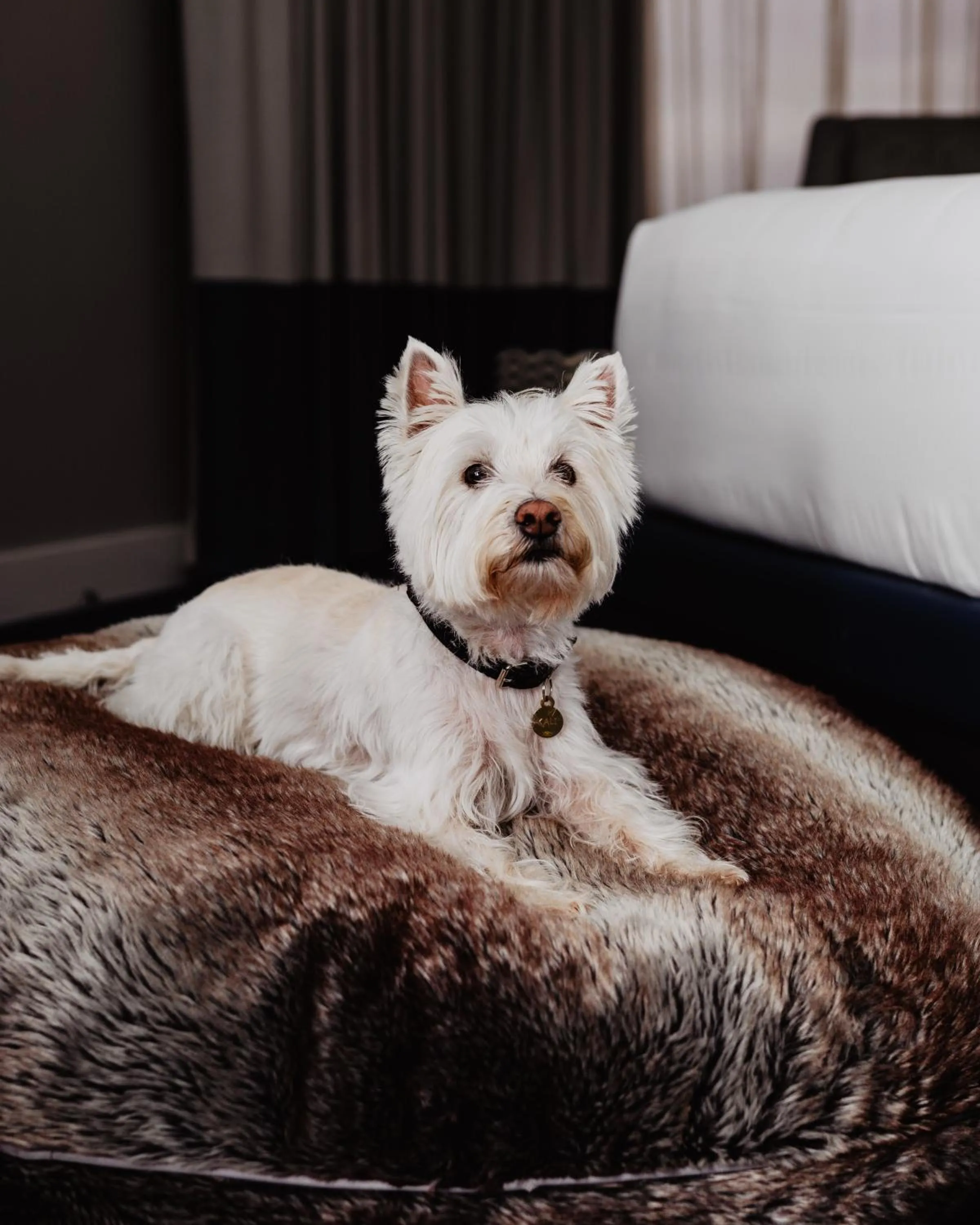 Pets in DoubleTree By Hilton Montreal