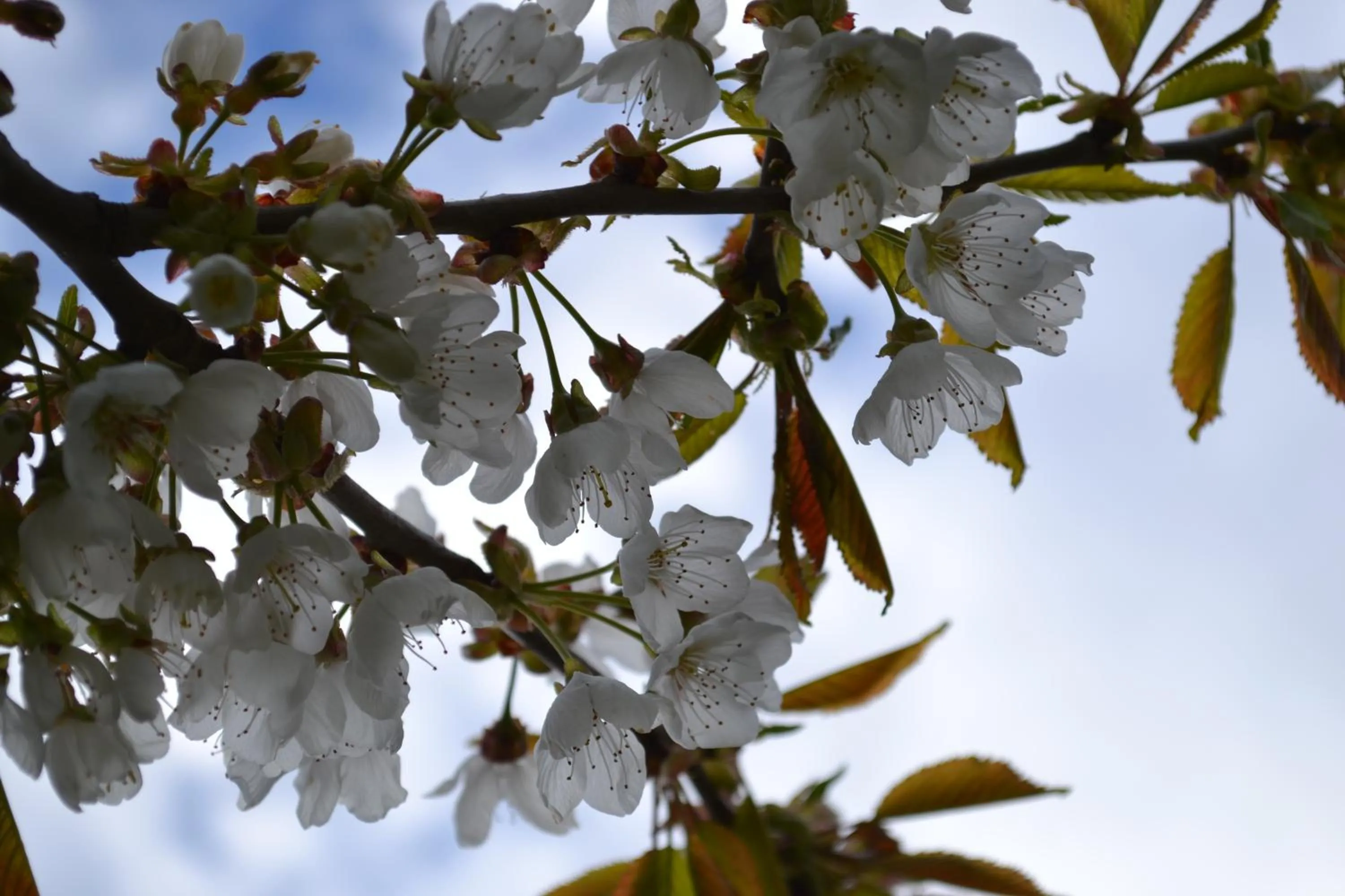 Spring in Schnider Bed&Breakfast und Café