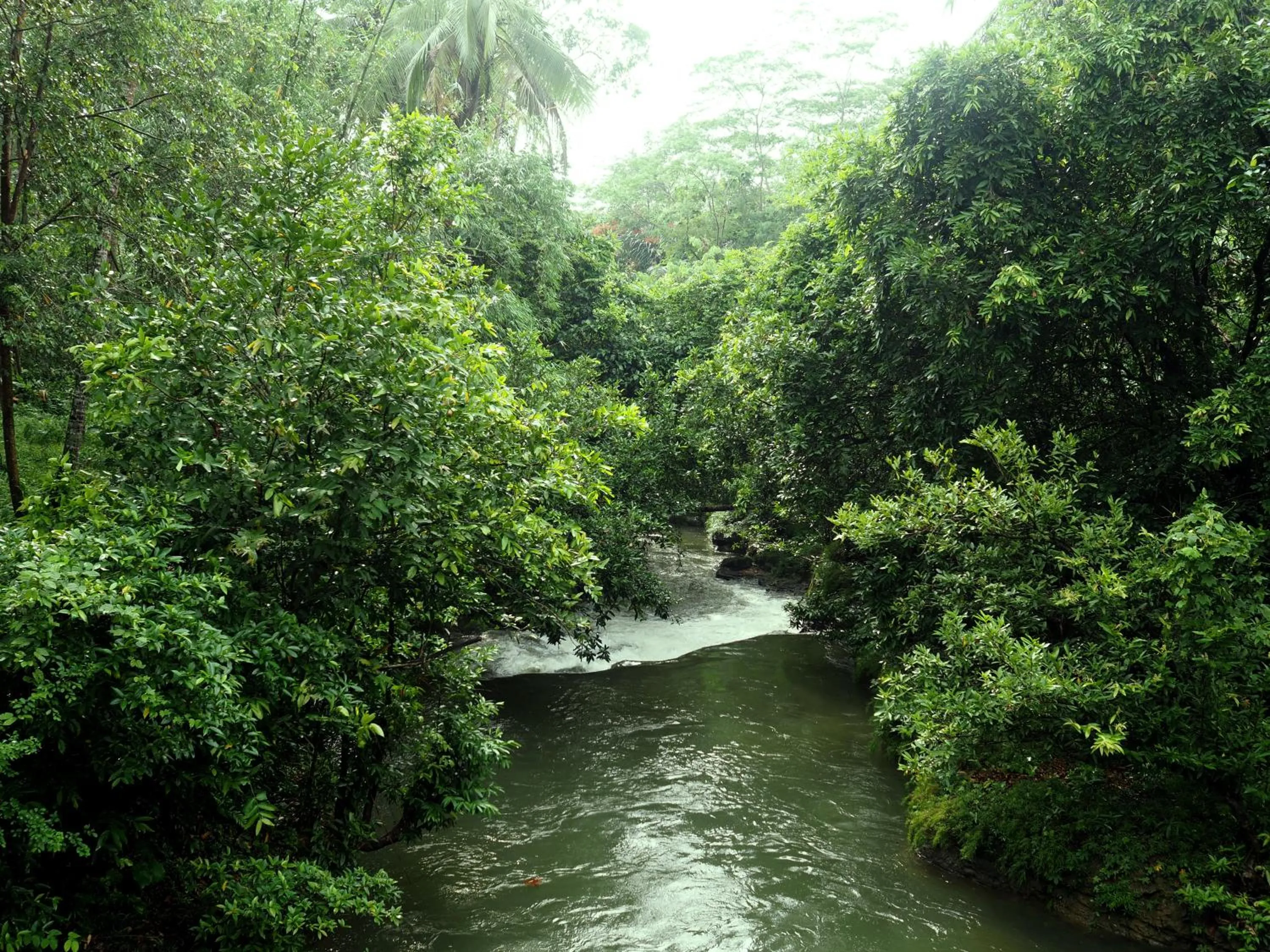 Natural landscape in Hau Eco Lodges Citumang Pangandaran