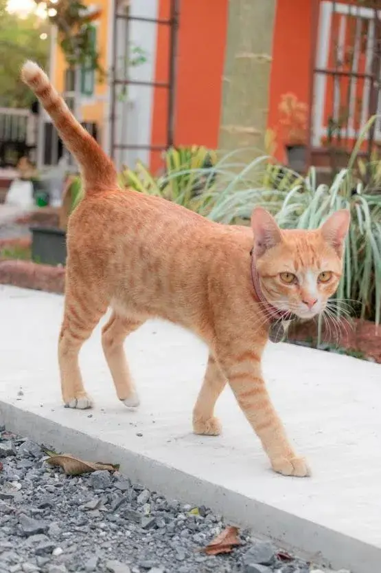 The Creek Villa The Creek Villa