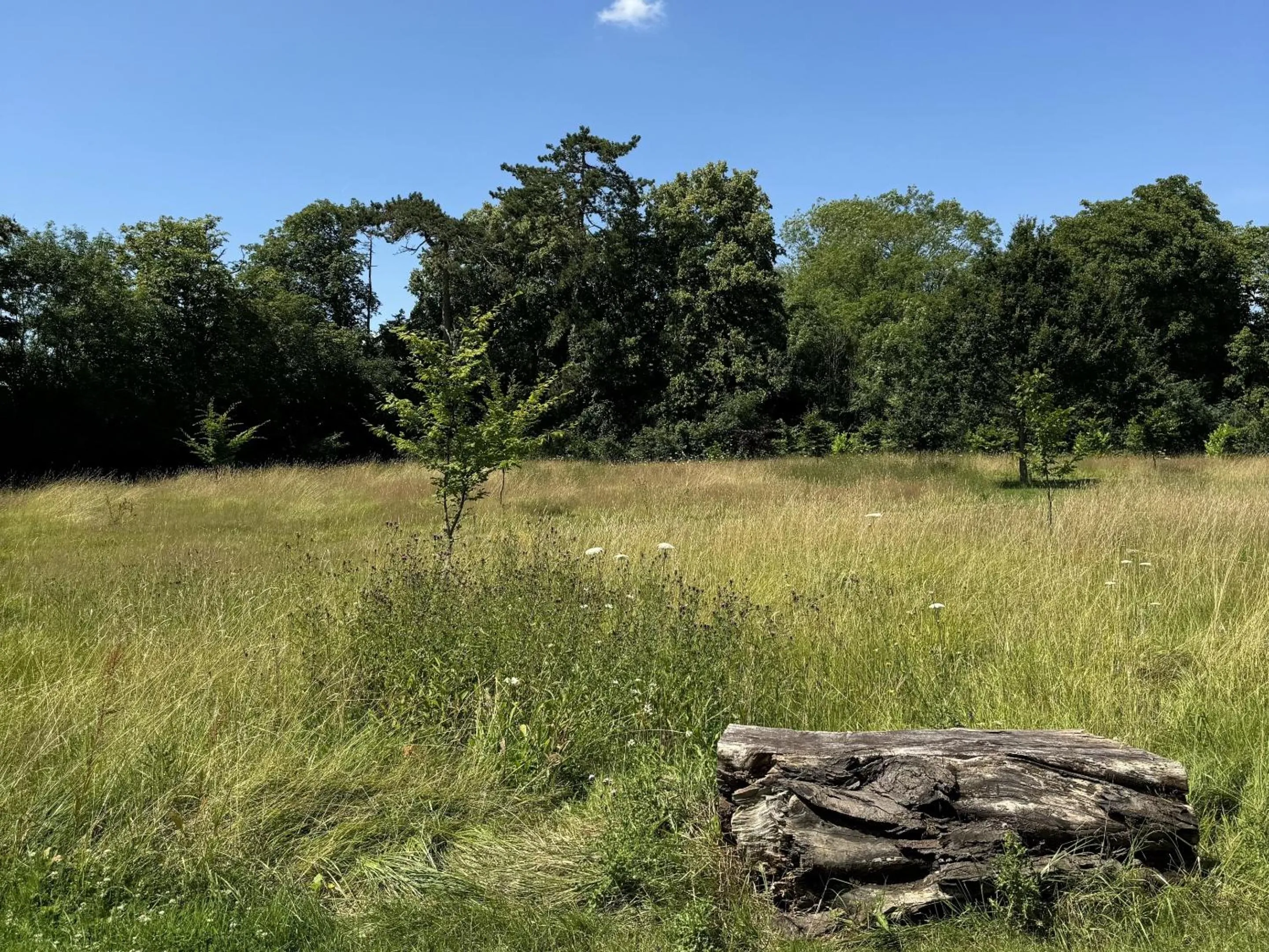Natural landscape in Hookwood Lodge London Gatwick