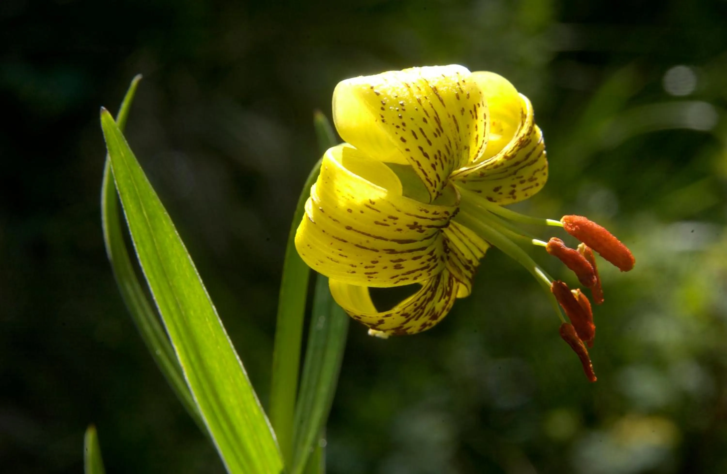 Spring in Hotel Diamó