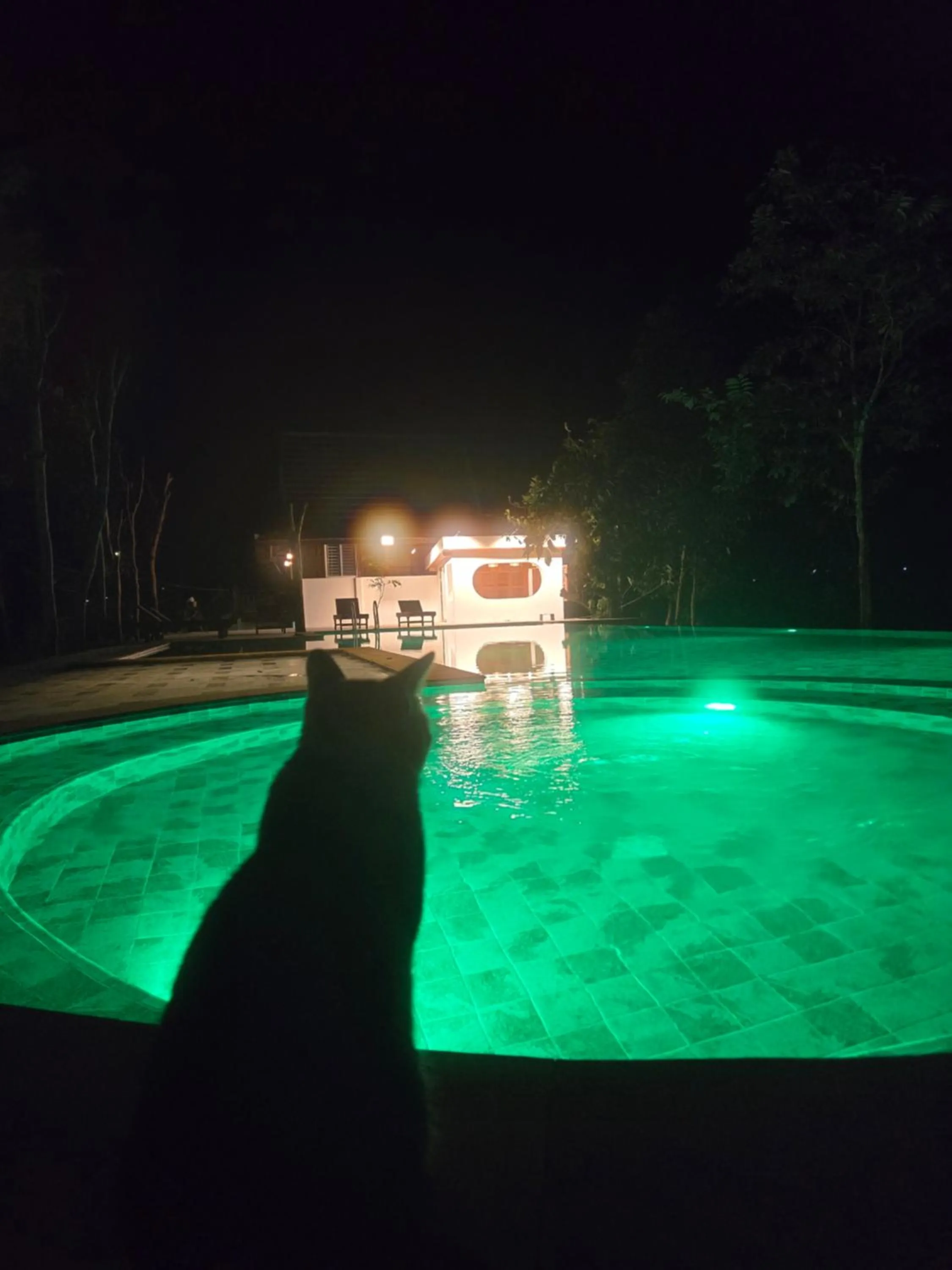 Swimming pool in Greenhouse Retreat